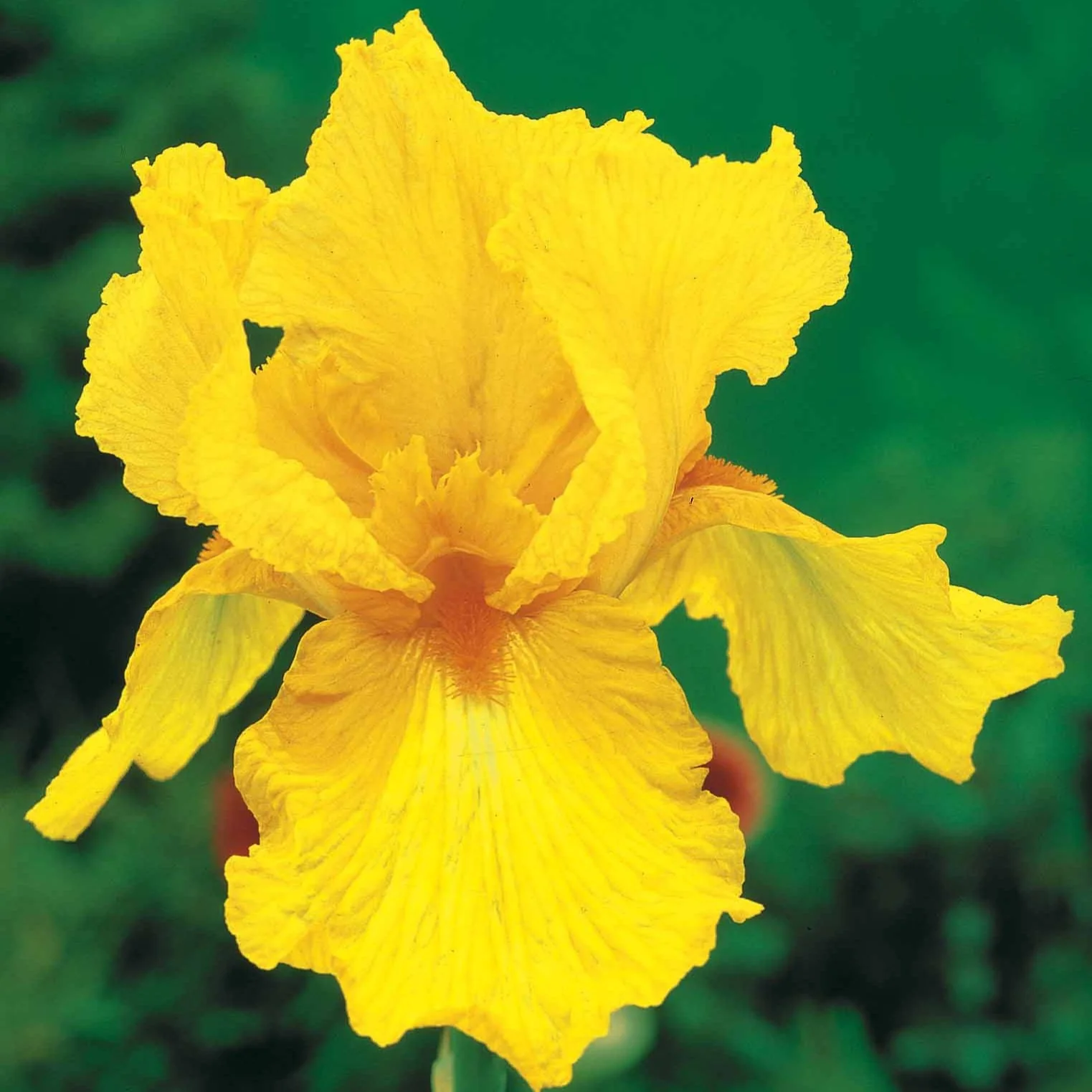 2 Iris de jardin Sangreal - Image 3
