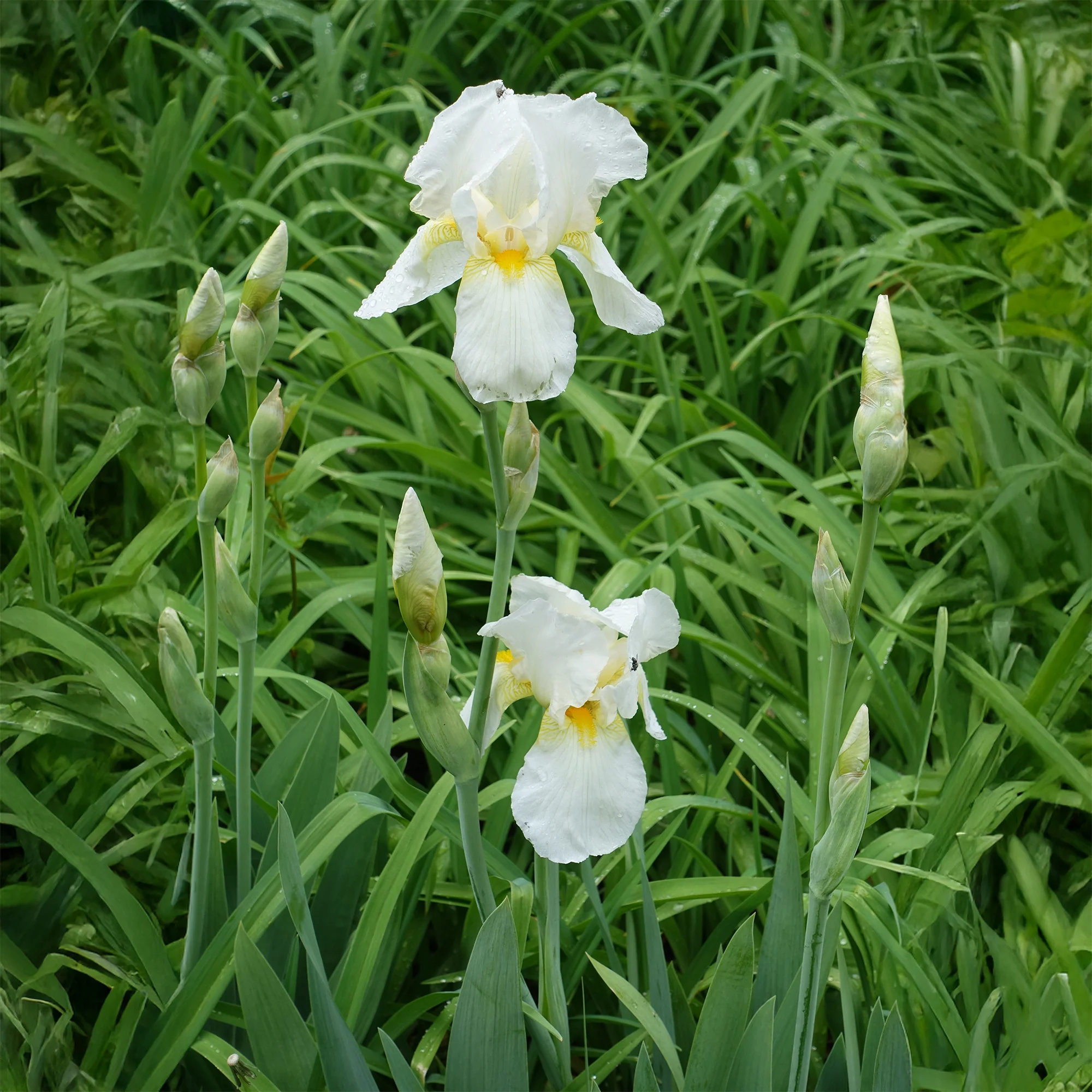 Iris de jardin Wedding Bouquet - Image 2