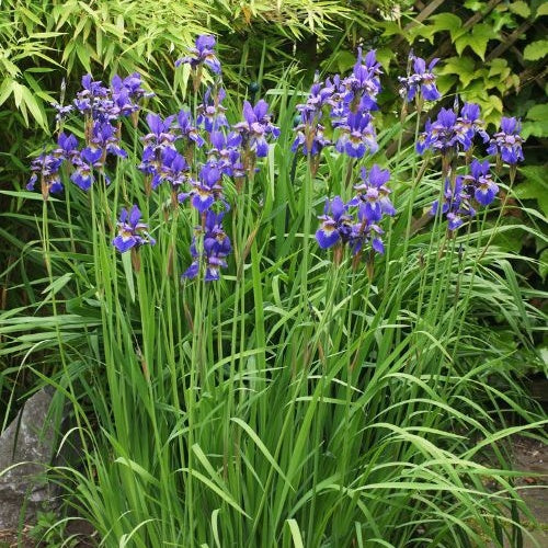 Iris de Sibérie