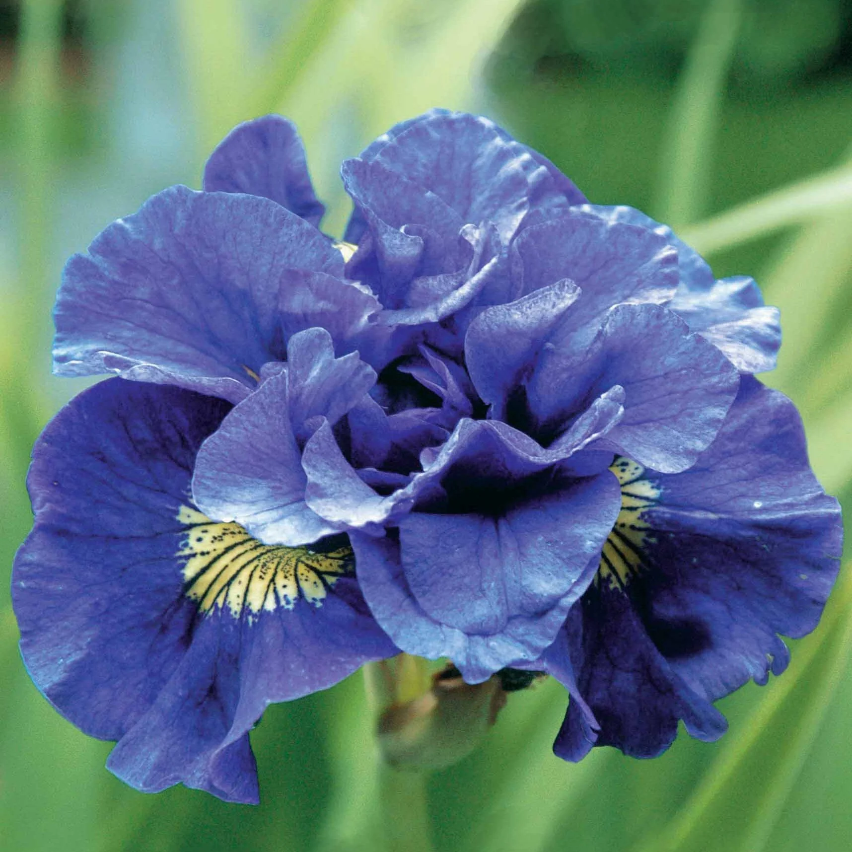 Iris de Sibérie Concord Crush - Image 2