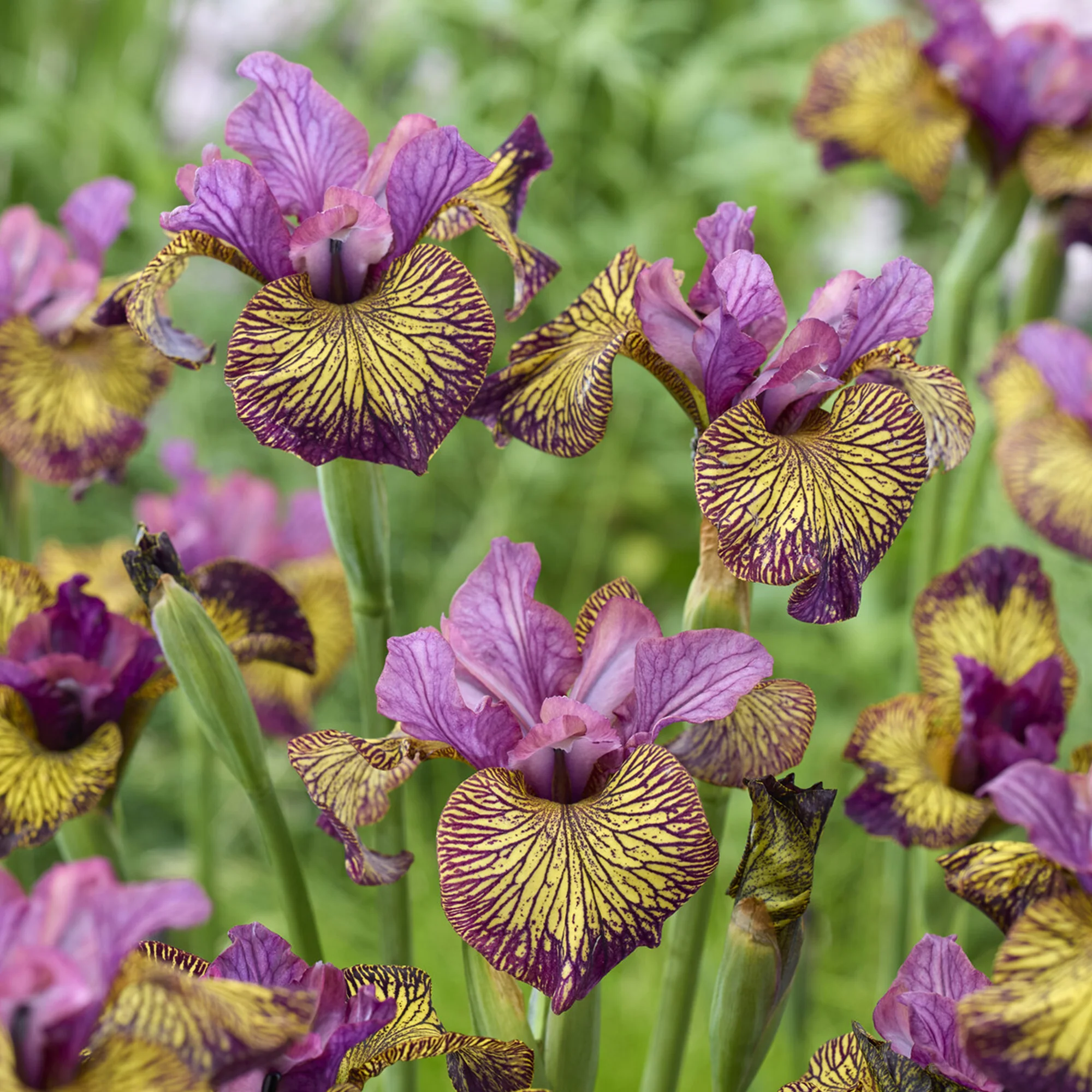 Iris de Sibérie Juniper Leigh