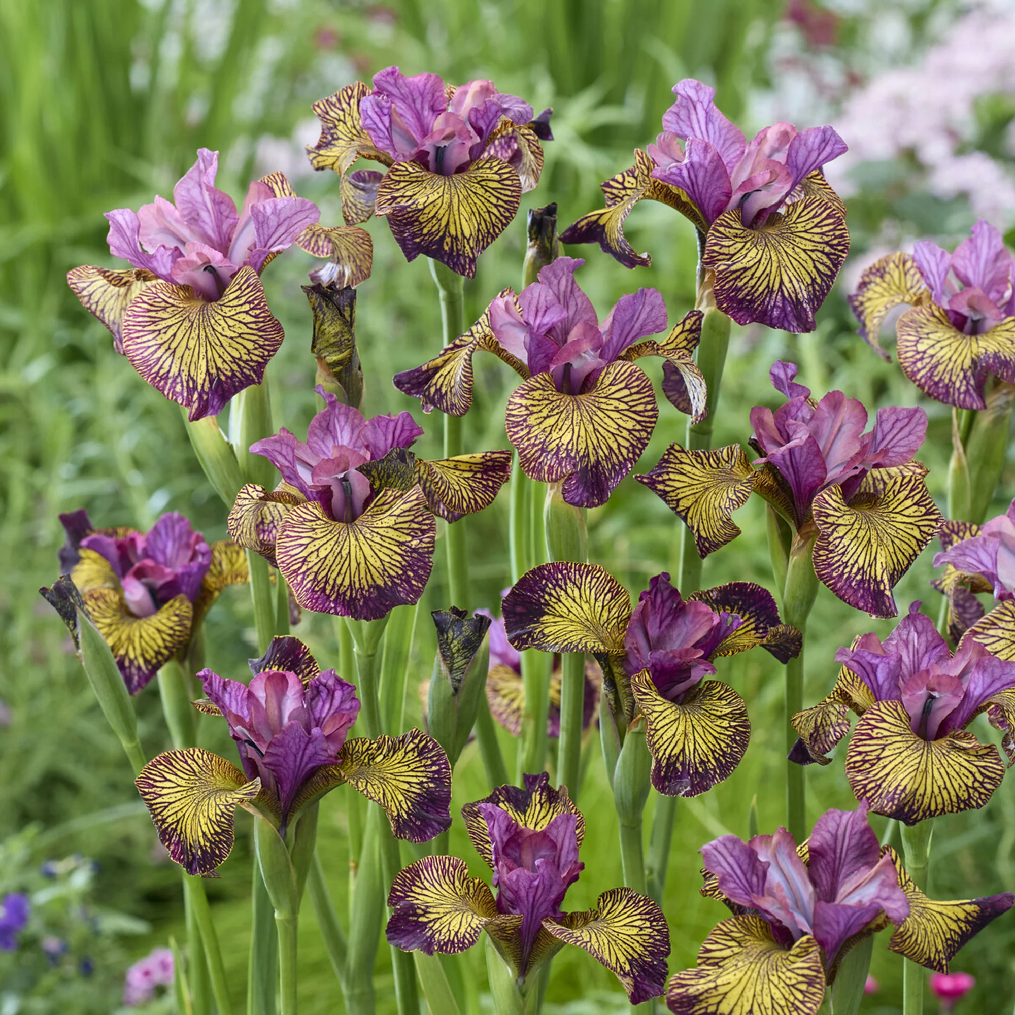 Iris de Sibérie Juniper Leigh - Image 2