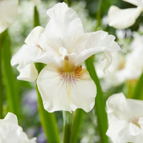 Iris de Sibérie Not Quite White