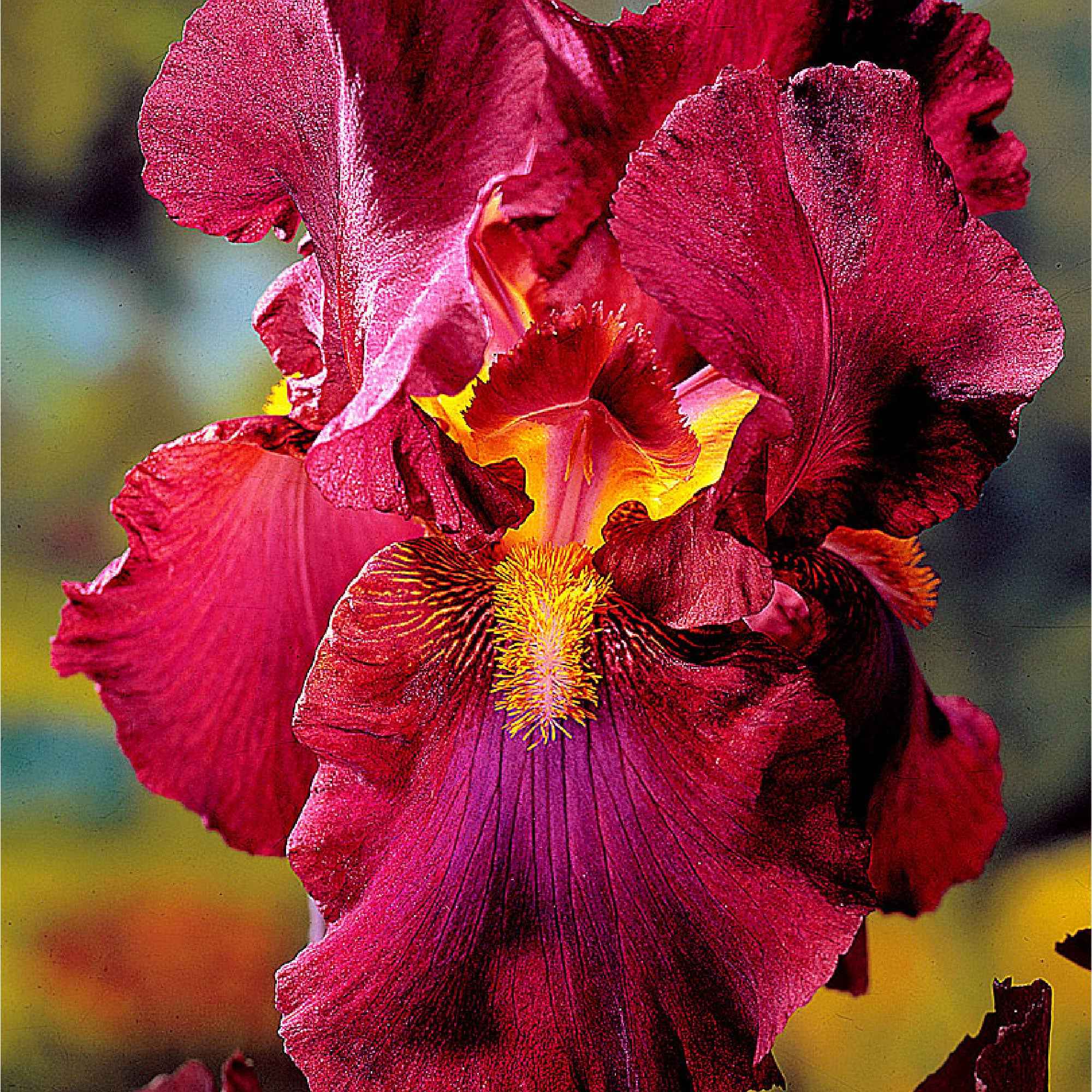 5 Iris des jardins Magic Melange en mélange - Image 3