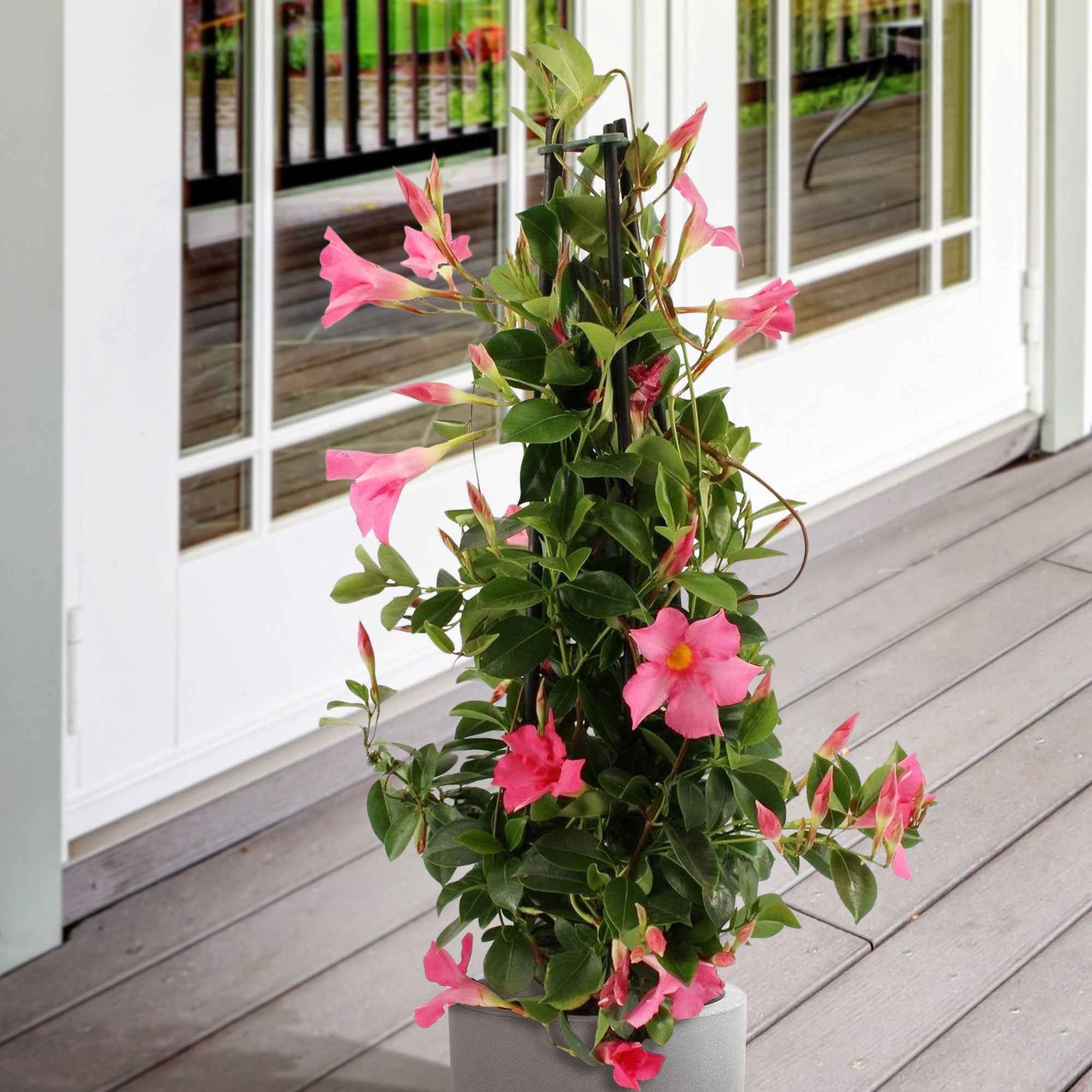 Jasmin du Brésil - Dipladenia pyramide rose