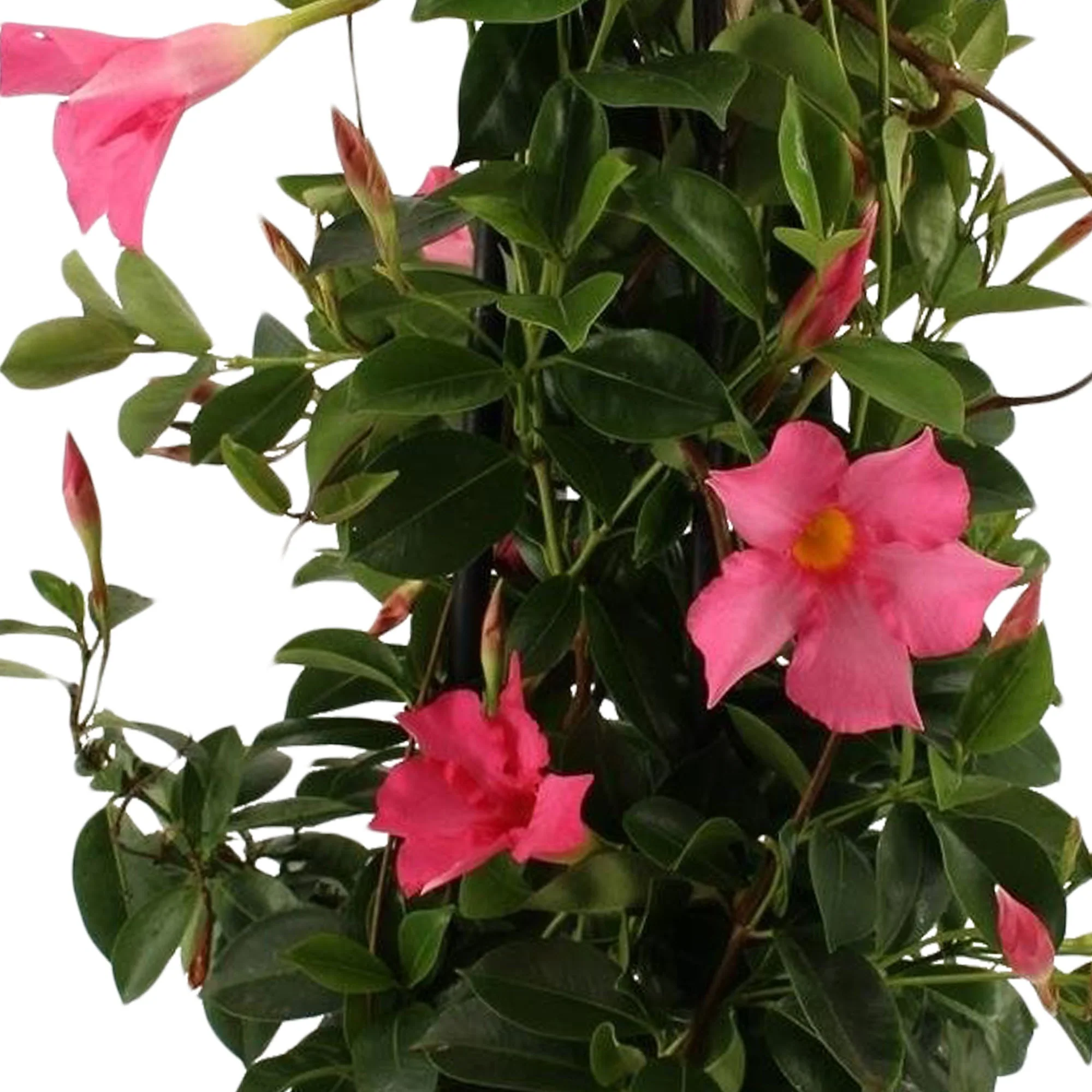 Jasmin du Brésil - Dipladenia pyramide rose - Image 2