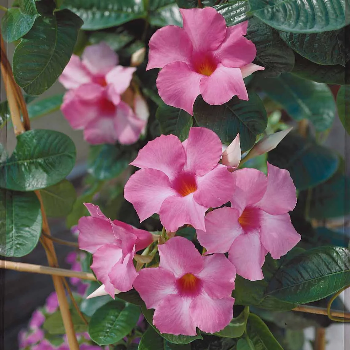 Jasmin du Brésil rose - Dipladenia - Image 3