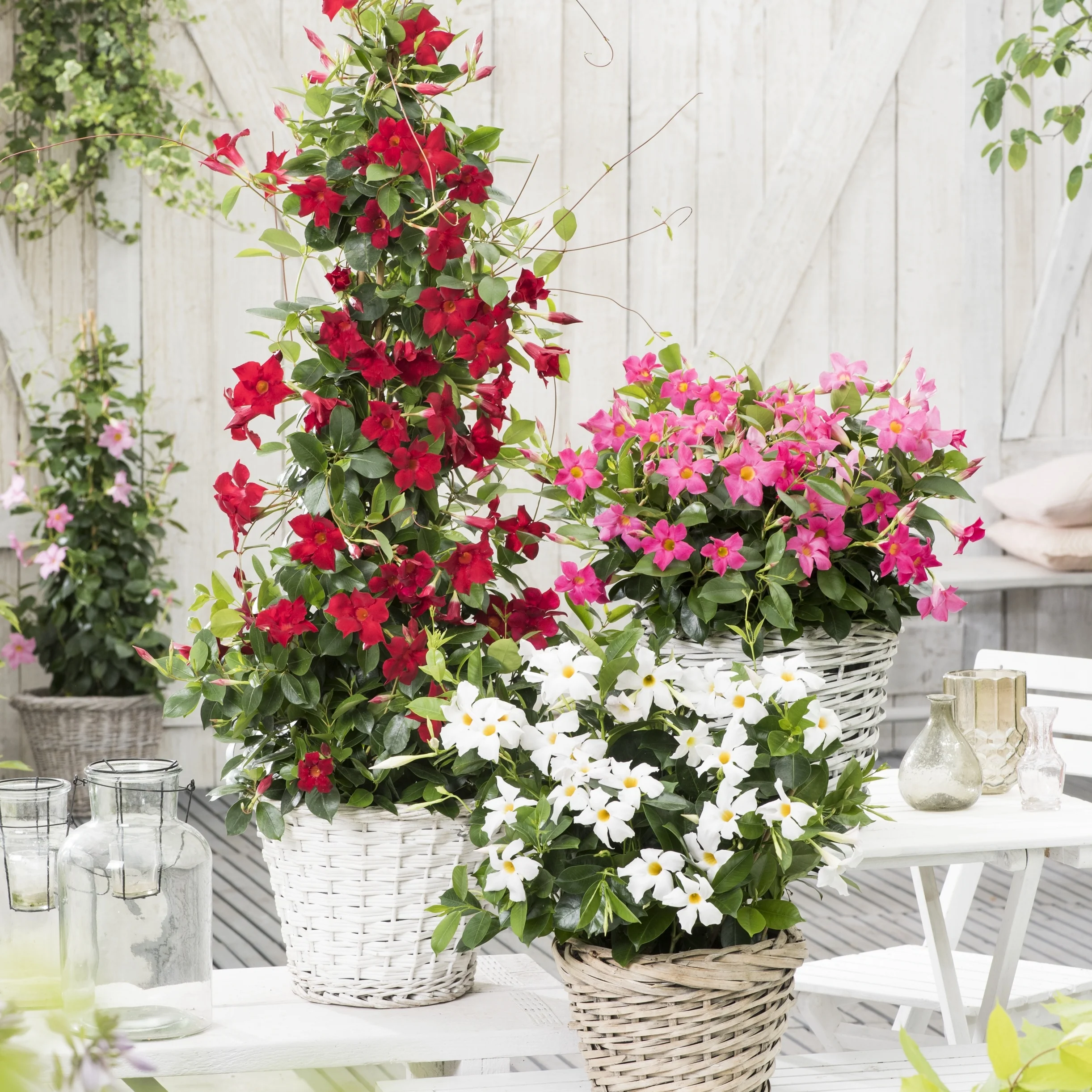 Jasmin du Brésil rouge - Dipladenia - Image 4
