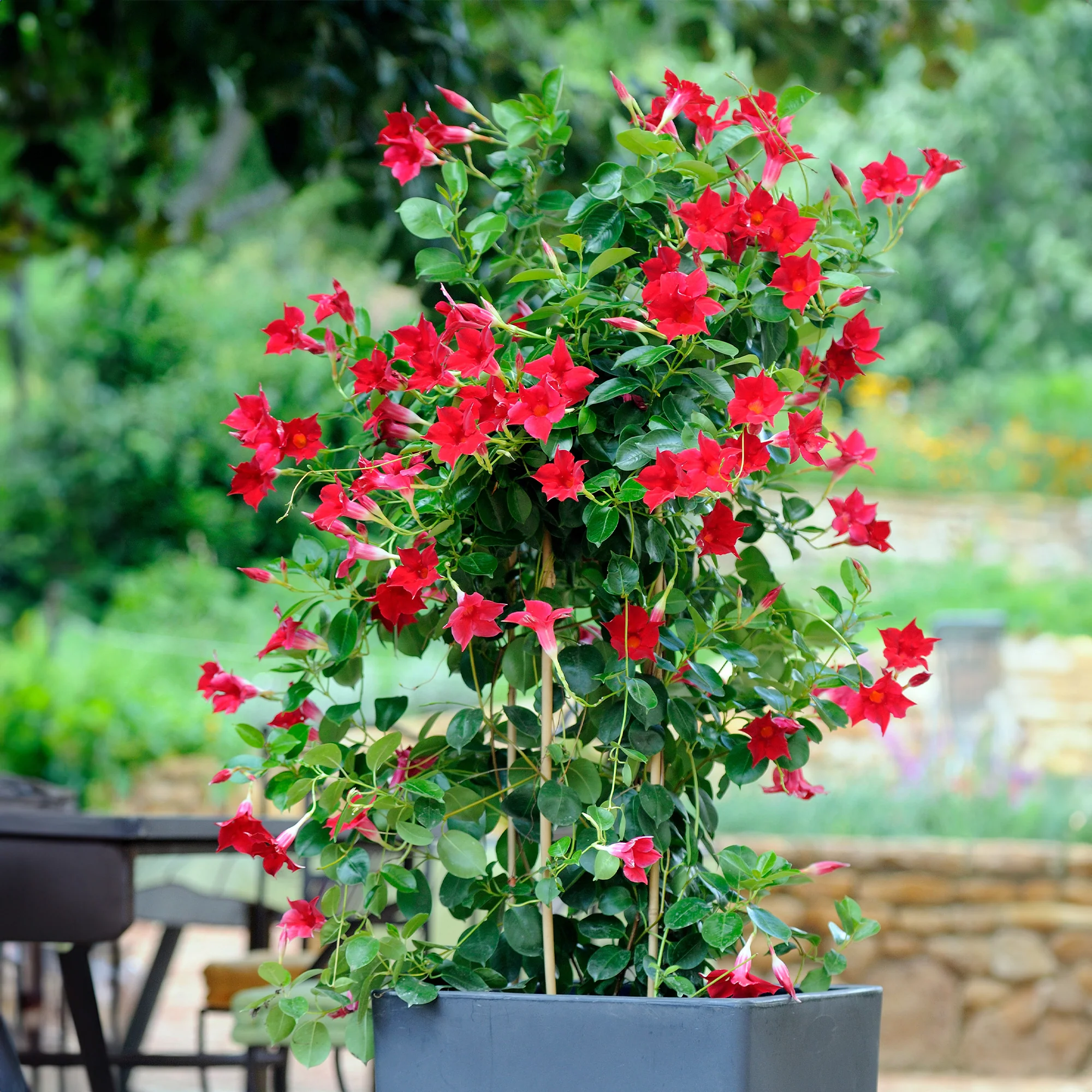 3 Jasmins du Brésil - Dipladenia en mélange - Image 3