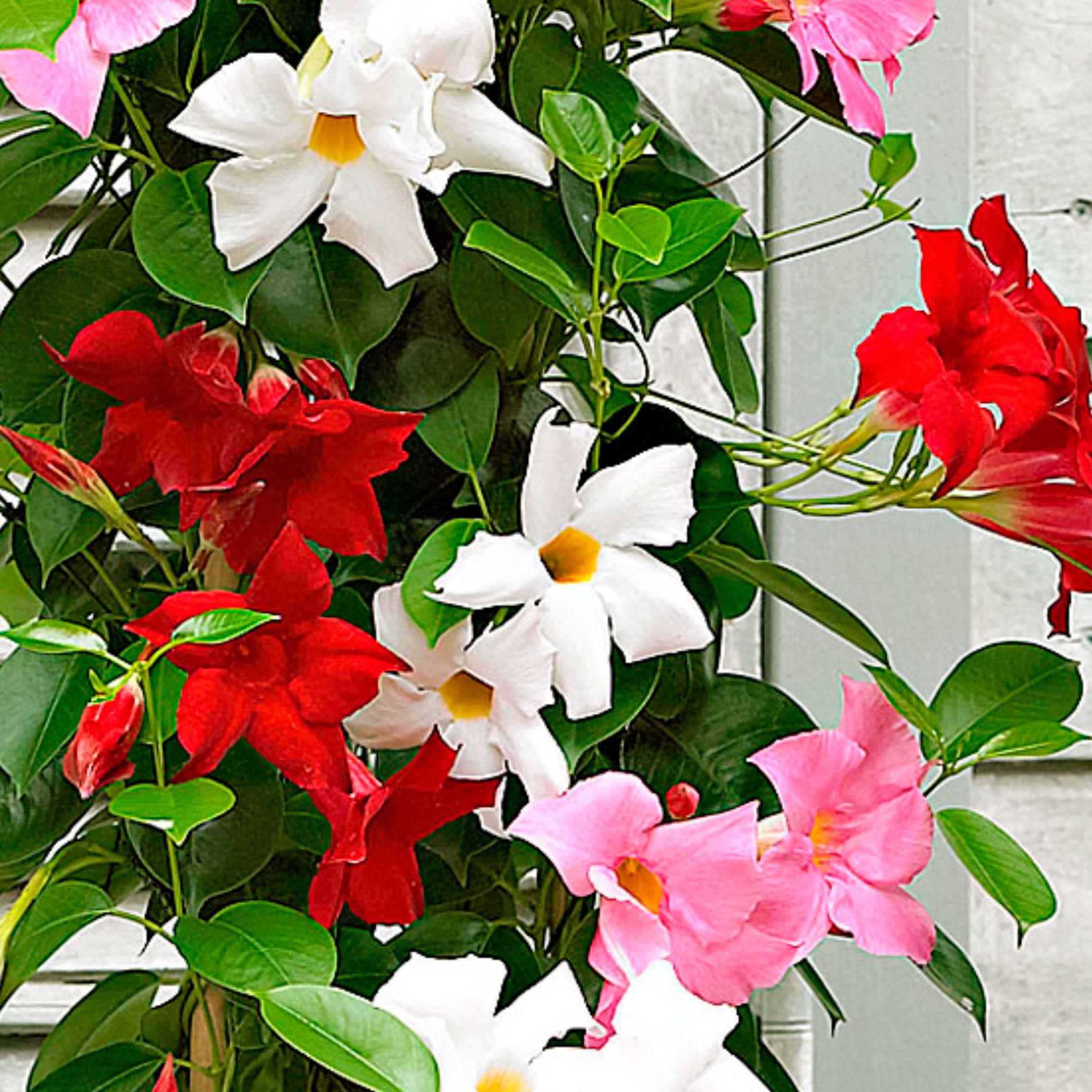 3 Jasmins du Brésil - Dipladenia en mélange - Image 6