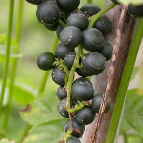 Jiaogulan