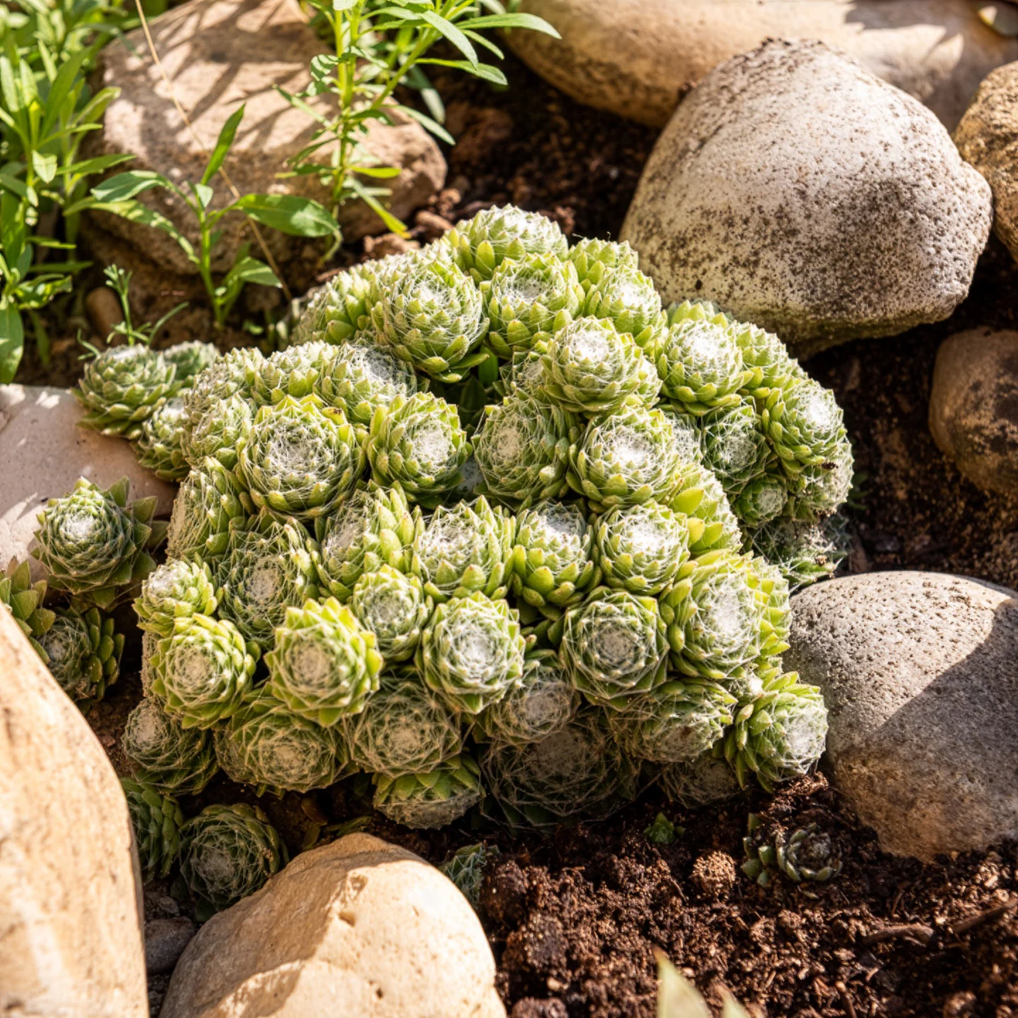Joubarbe Chick Charms® Arctic white - Sempervivum