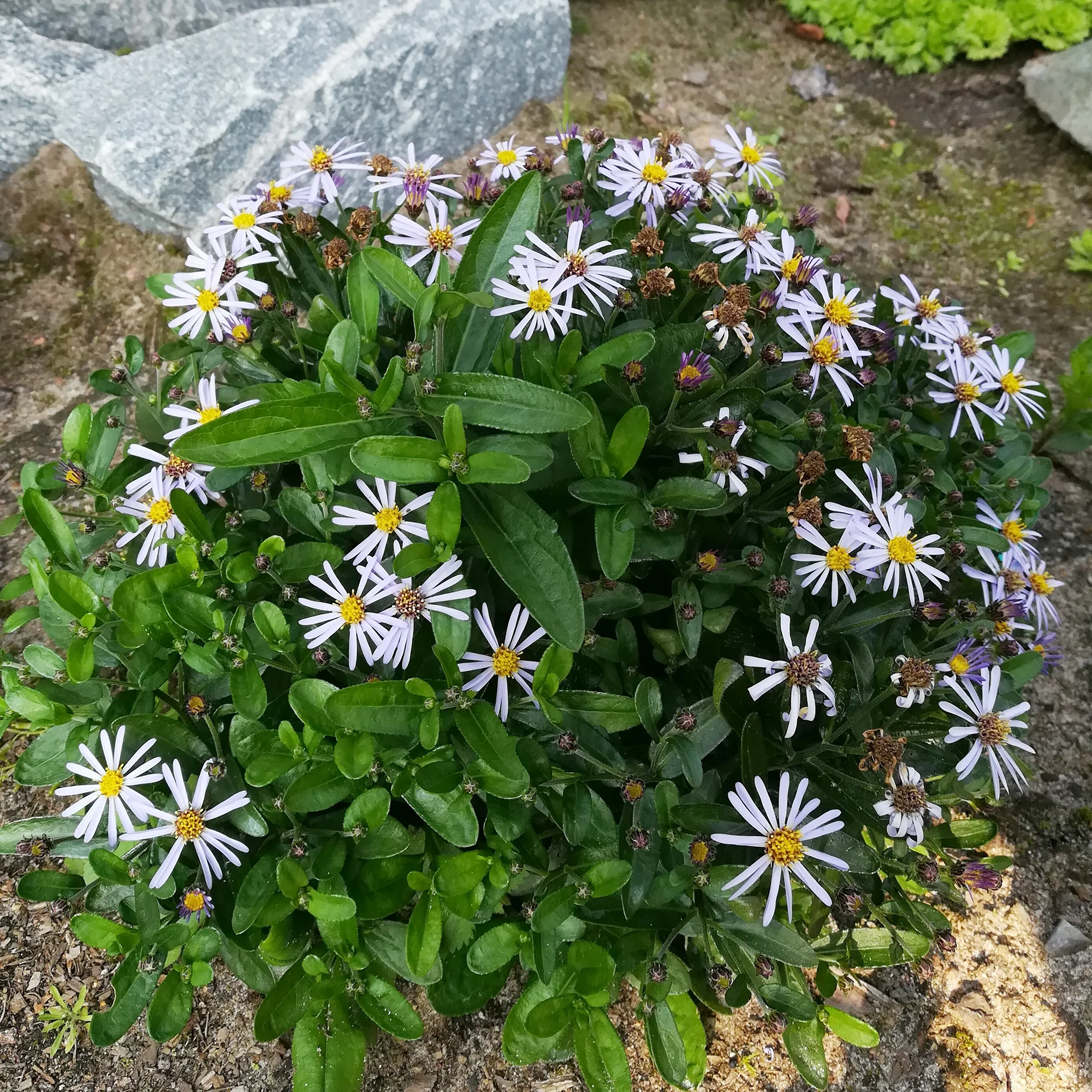 Kaliméris Nana Blue