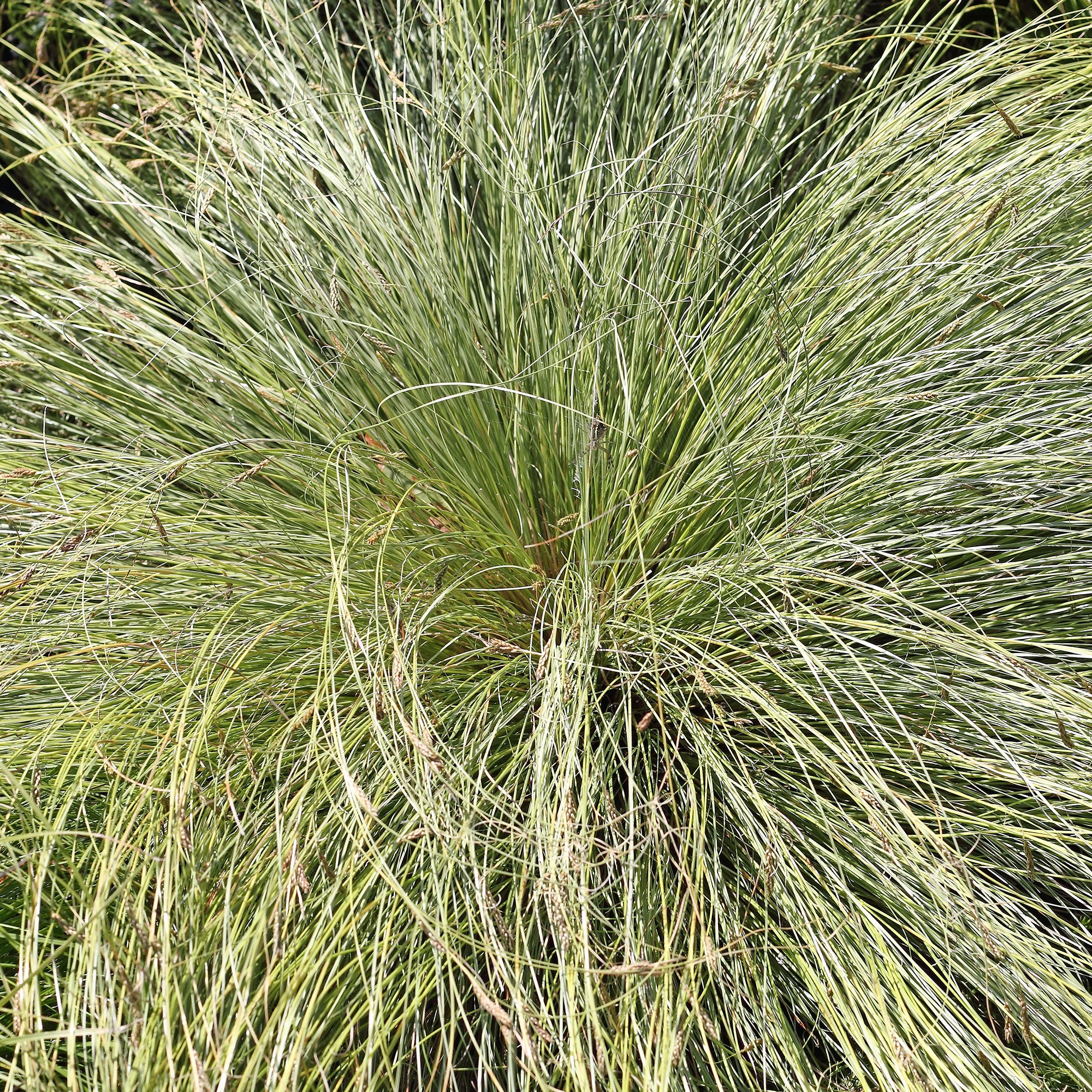 Laîche Frosted Curls - Carex - Image 3