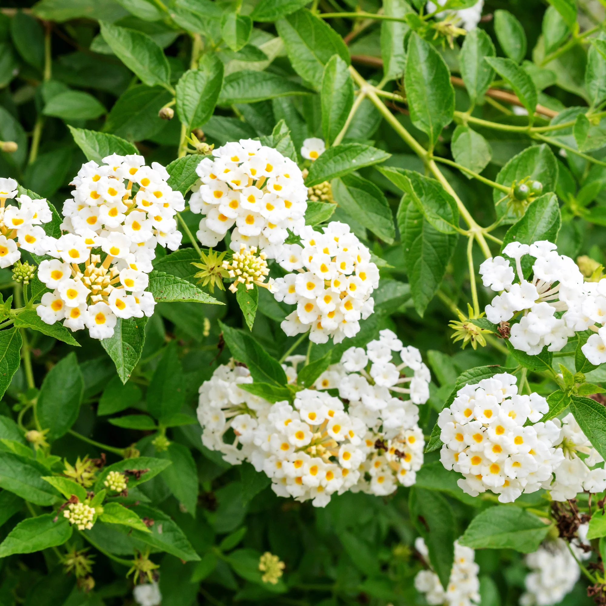 Lantana blanc - Image 3