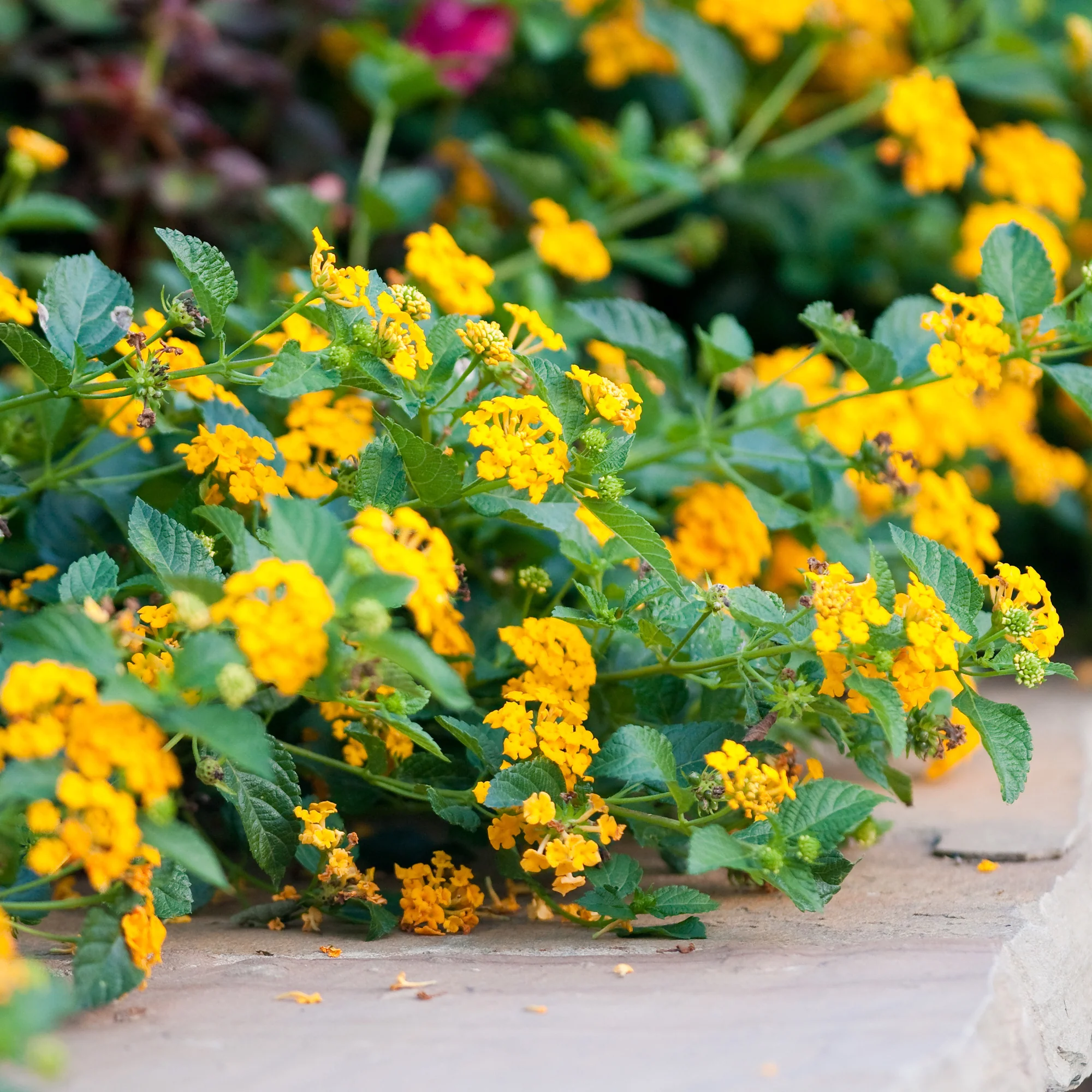 Lantana jaune