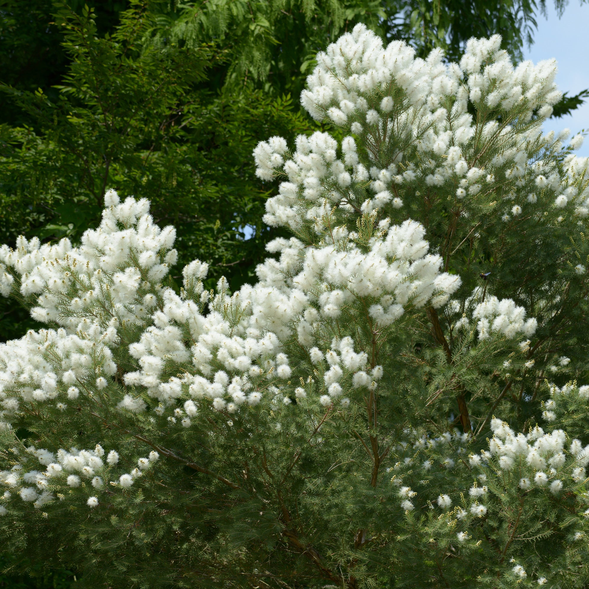 L'arbre à thé