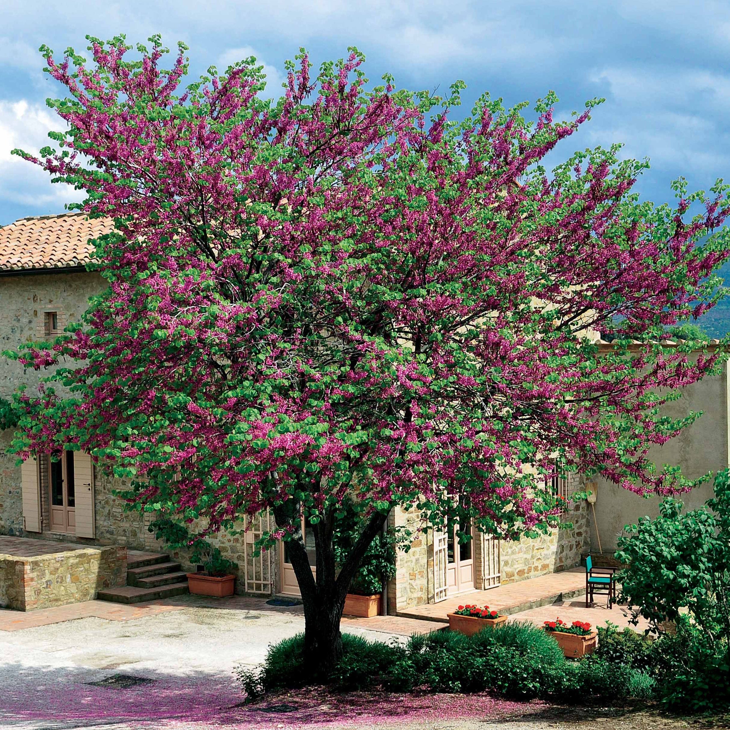 L'Arbre de Judée - Image 4
