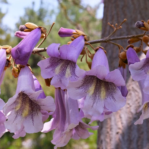 L'Arbre impérial - Paulownia - Image 5
