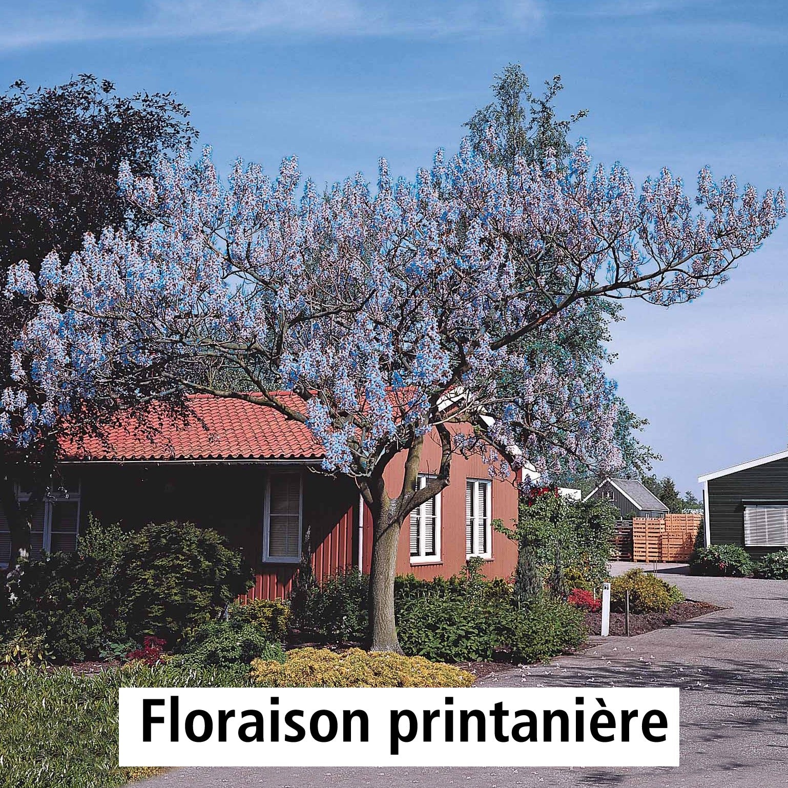 L'Arbre impérial - Paulownia - Image 8
