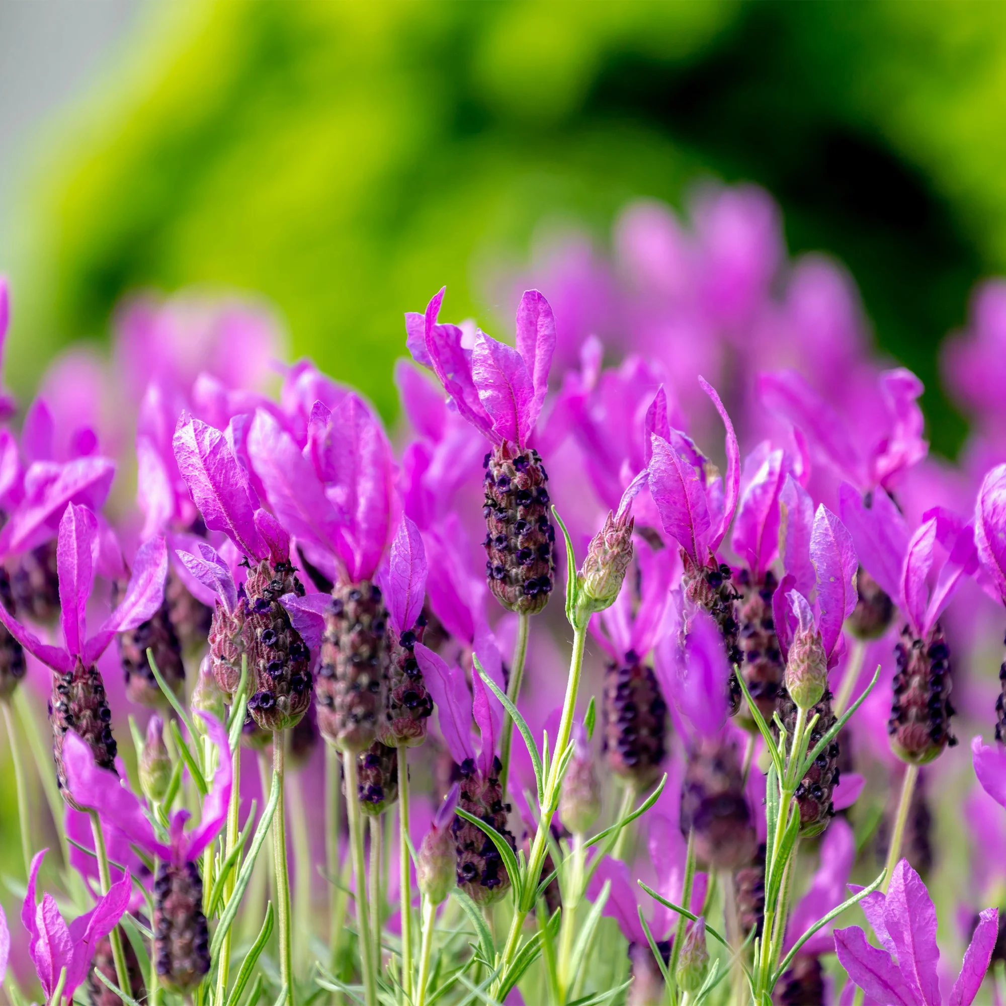 Lavande papillon The Princess ® Lavender - Image 3
