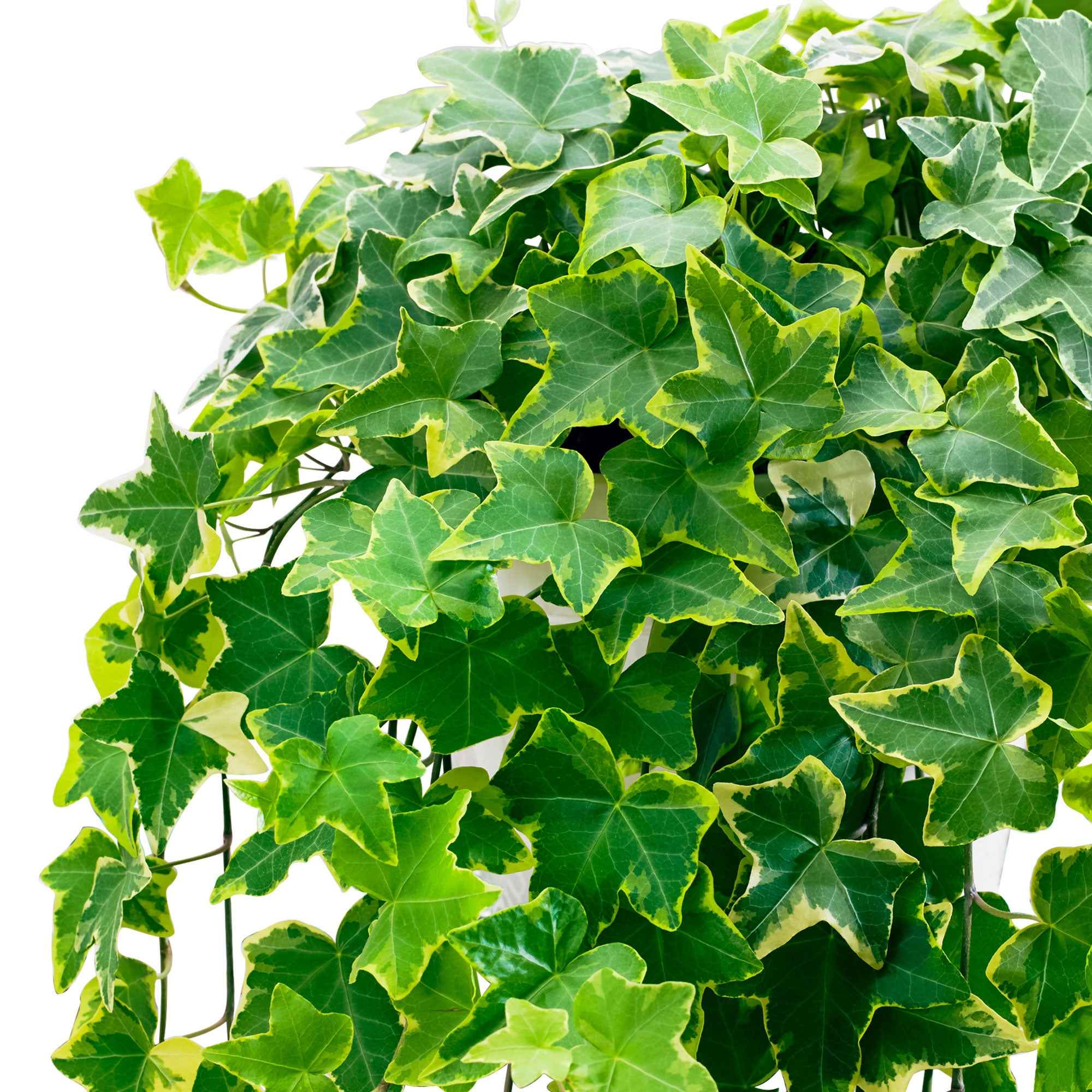 Lierre commun Goldchild - Plante suspendue - Image 2