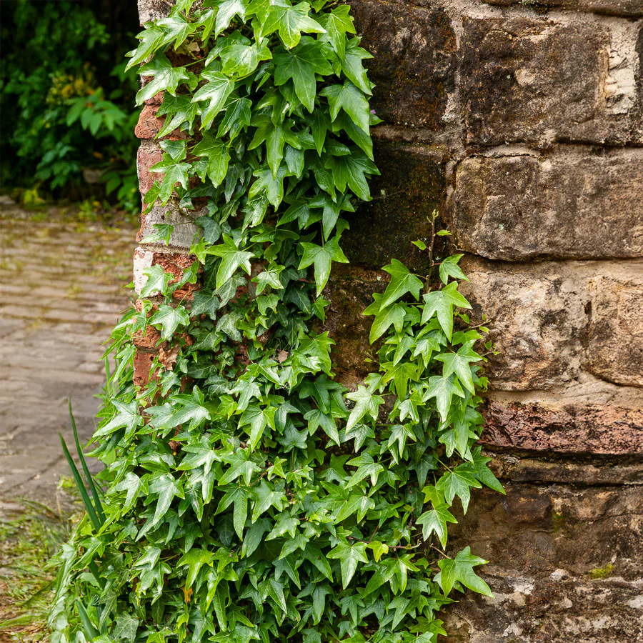 Lierre commun Sagittifolia