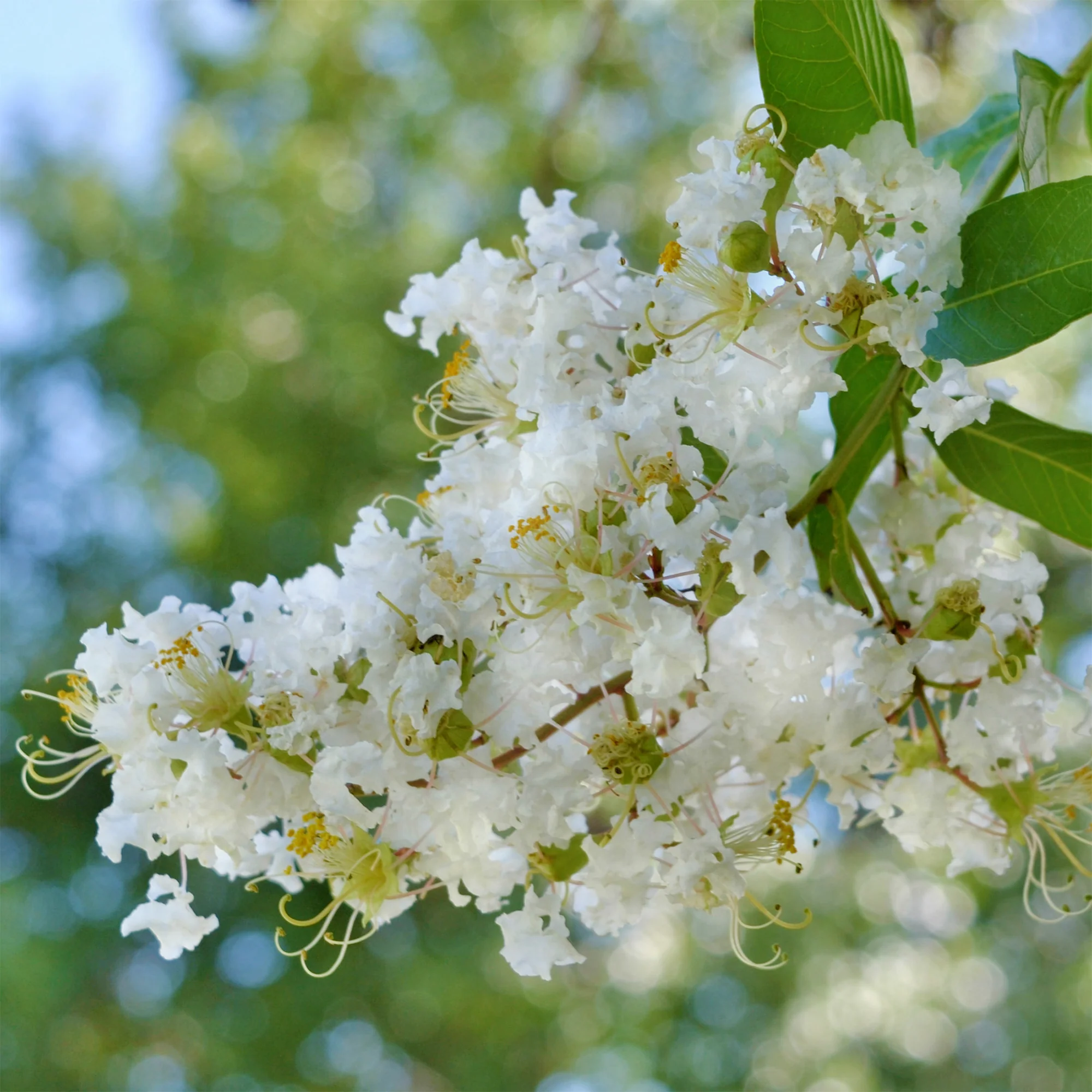 Lilas des indes Natchez - Image 2