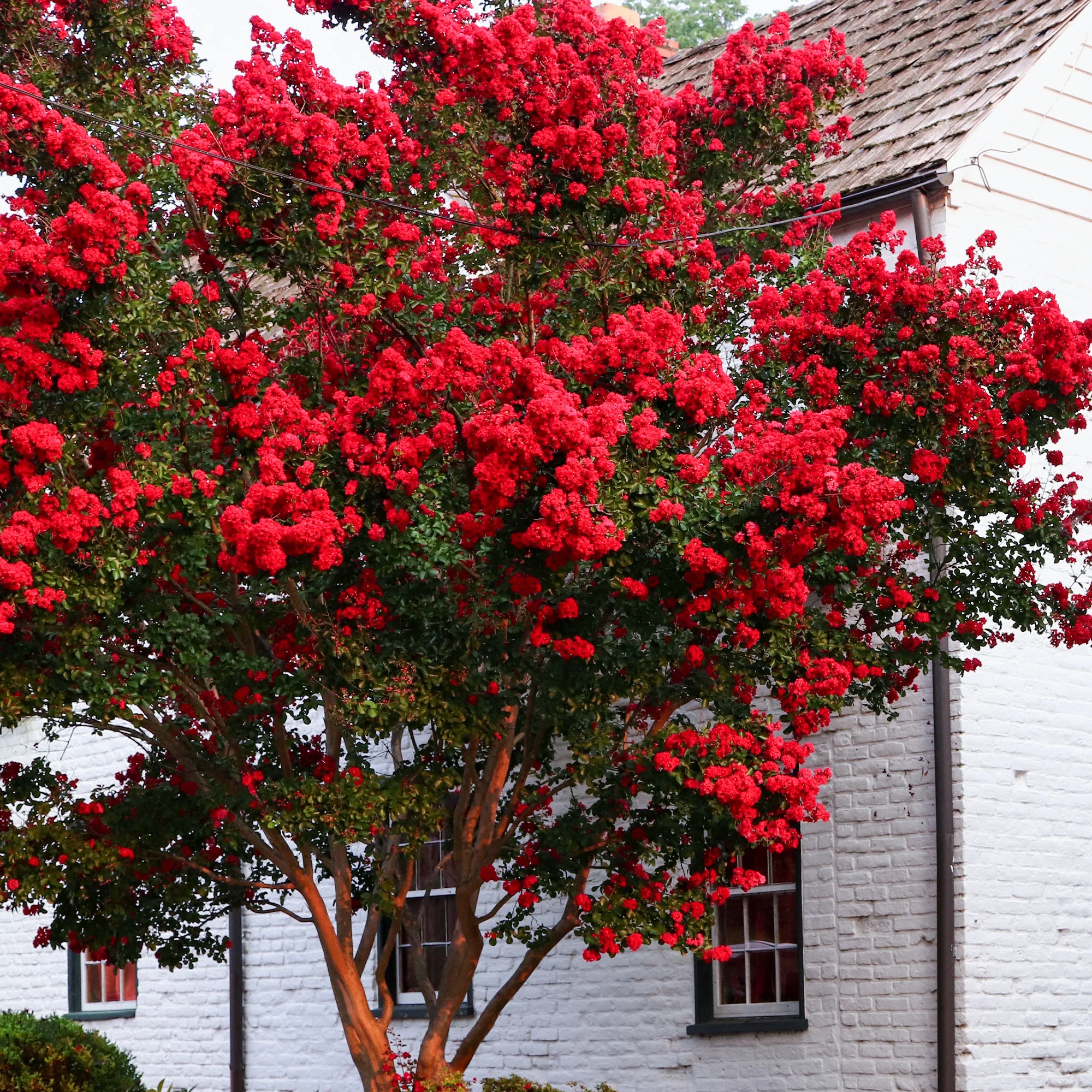 Lilas des Indes Red Rocket - Image 2