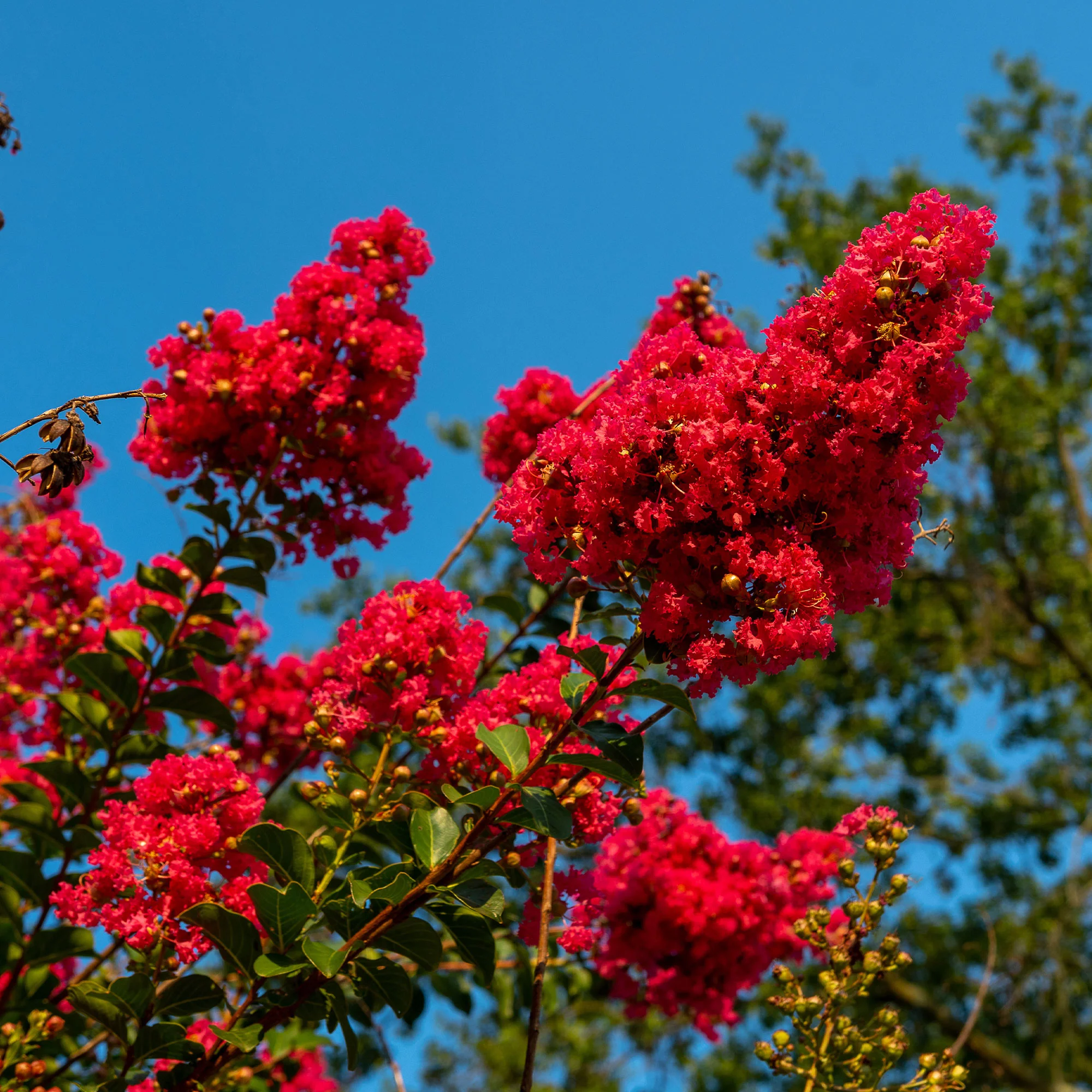 Lilas des Indes Red Rocket - Image 5