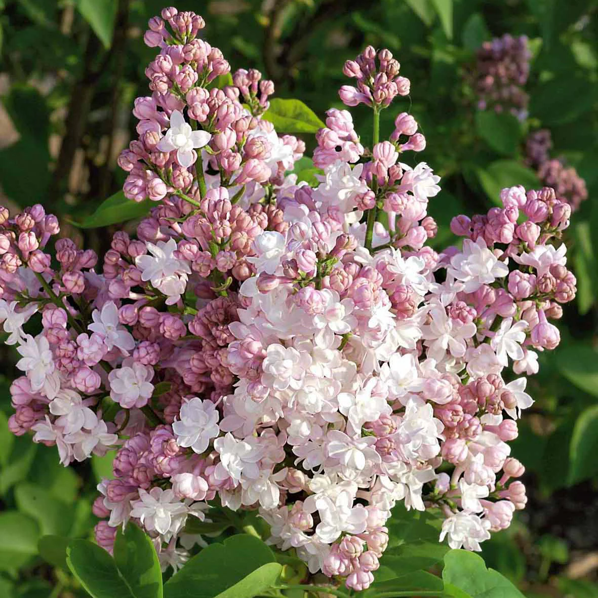 Lilas double Beauty of Moscow - Image 3
