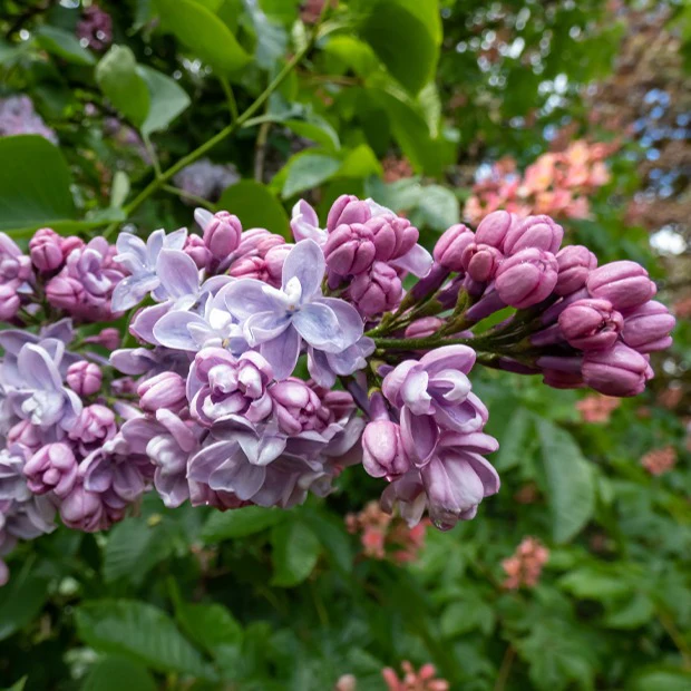 Lilas double bleu - Image 2