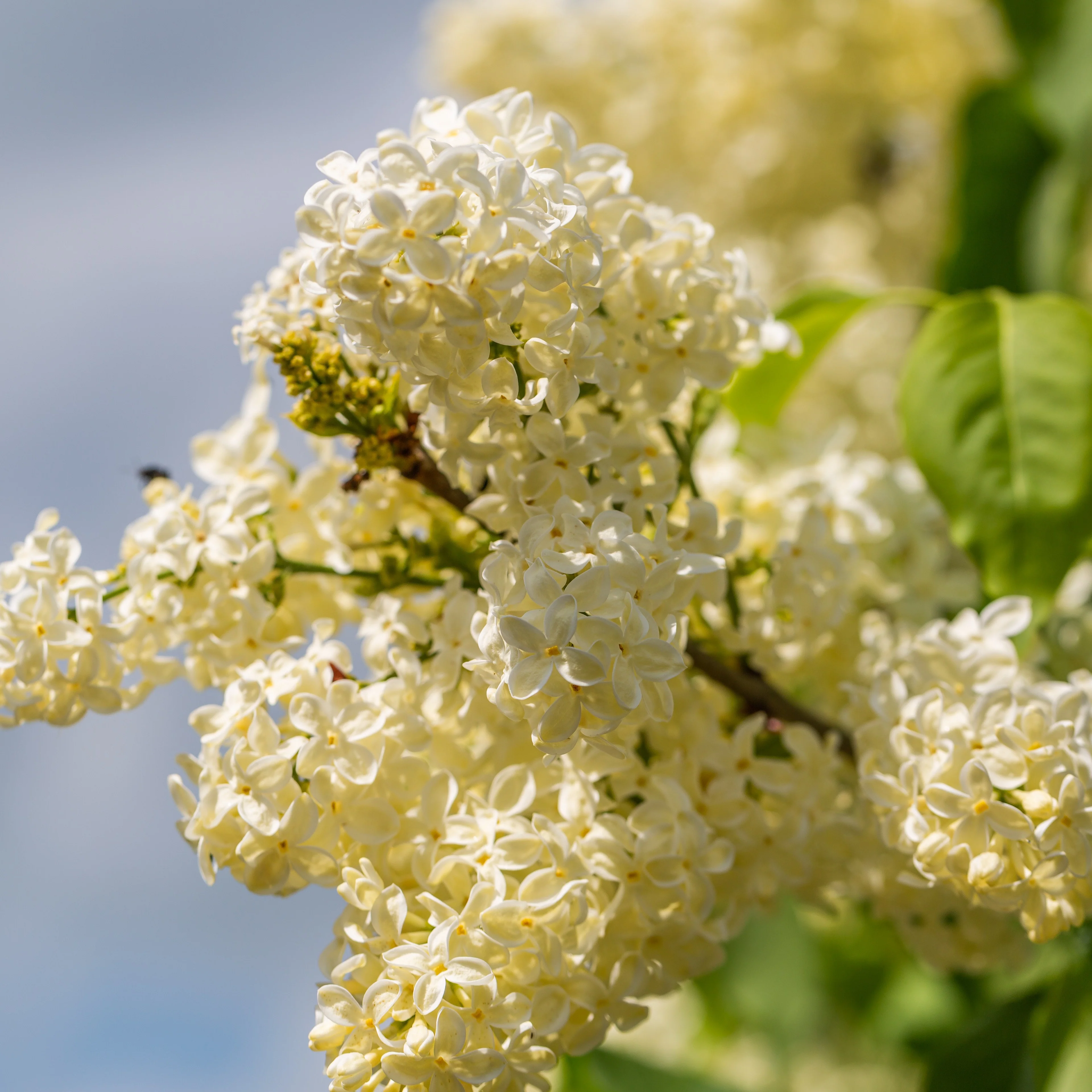 Lilas jaune - Image 3
