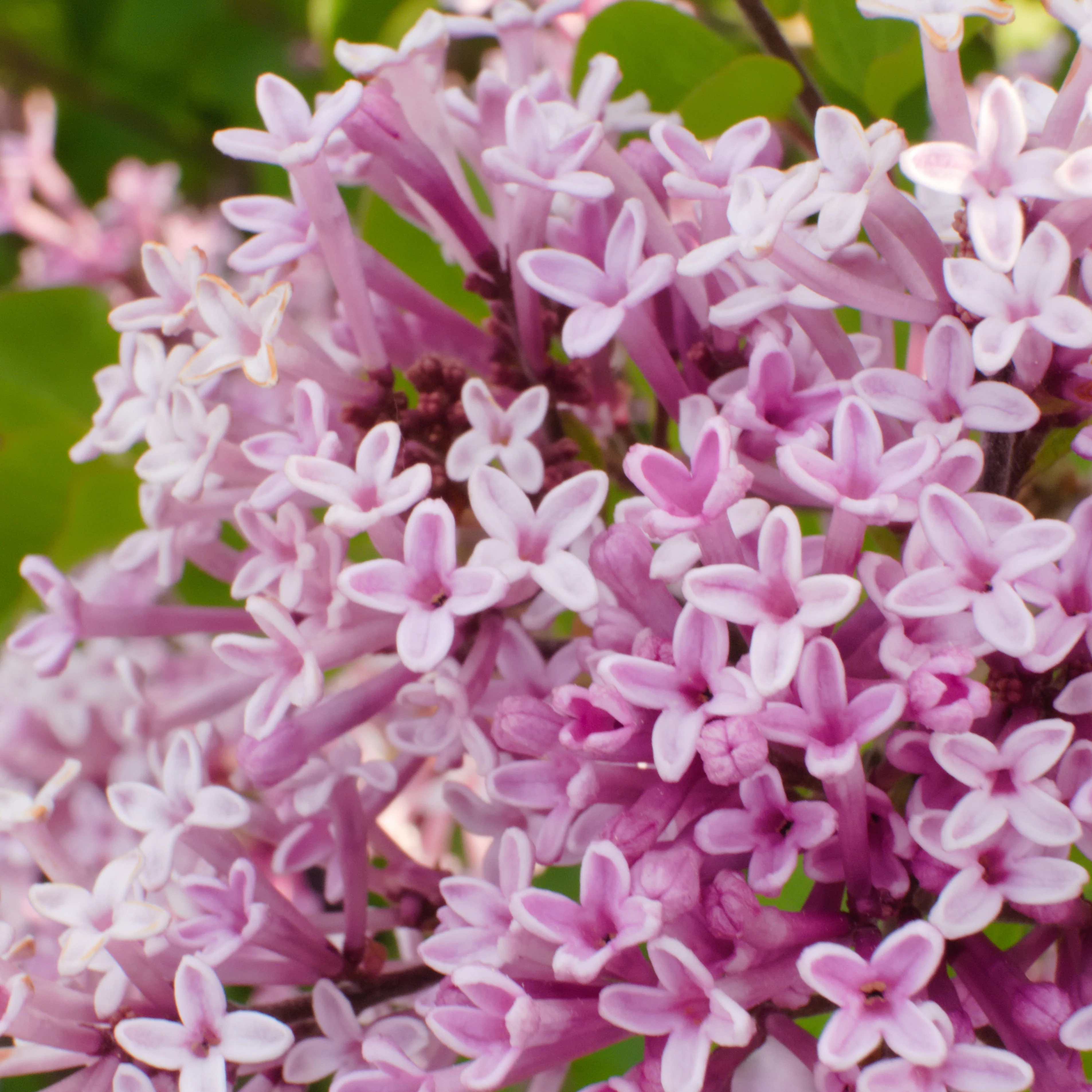 Lilas Palibin sur tige - Image 5