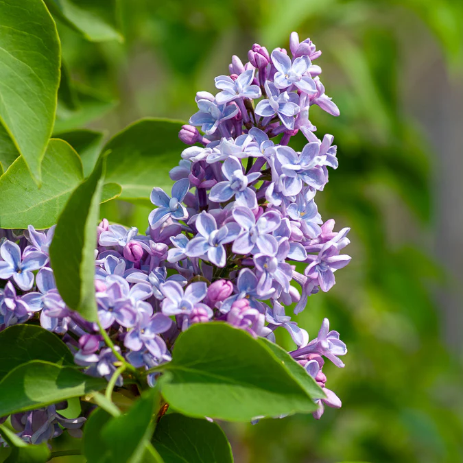 Lilas Président Grévy