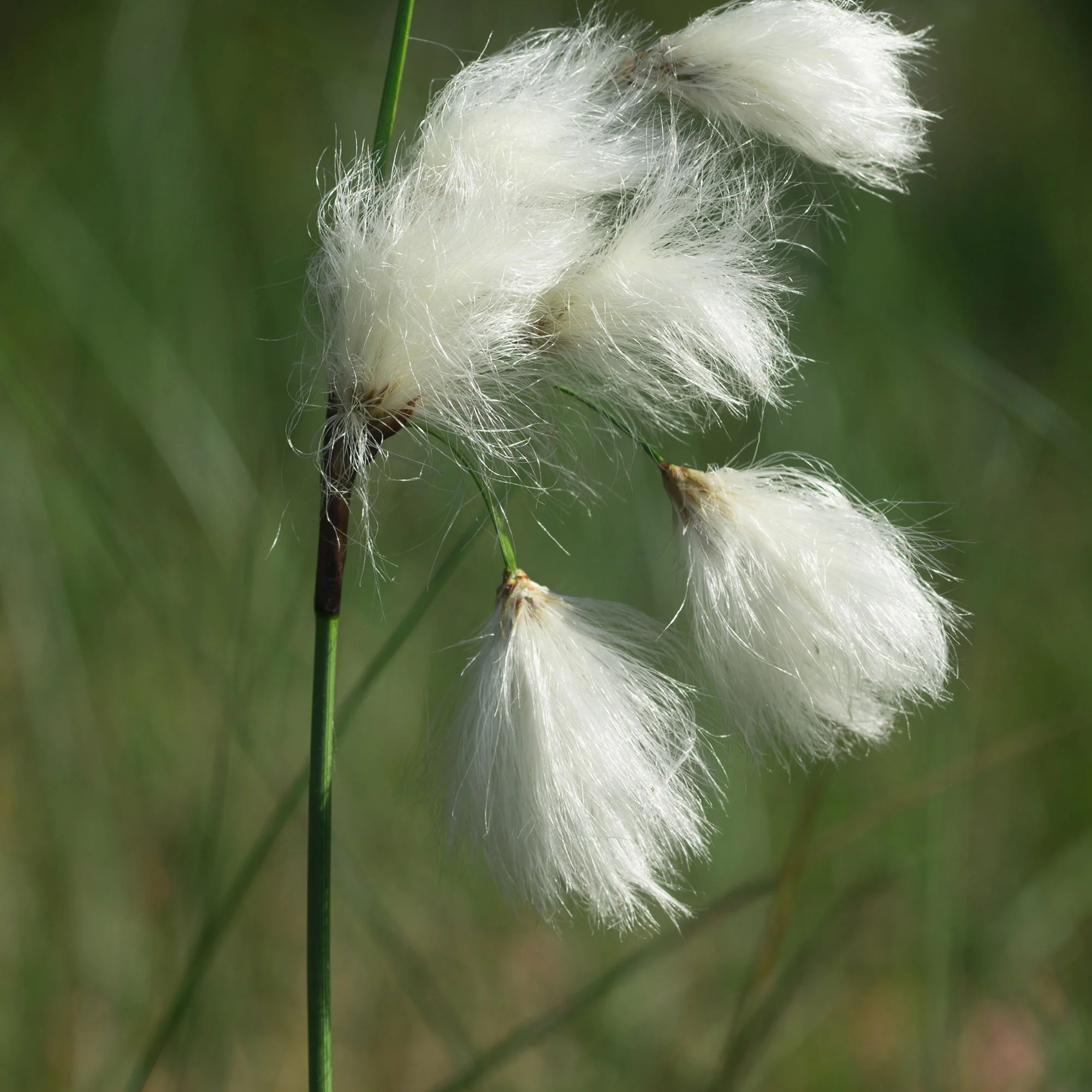 Linaigrette à feuilles étroites - Image 2