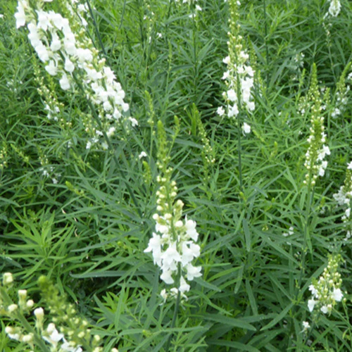Linaire pourpre Springside White - Image 2