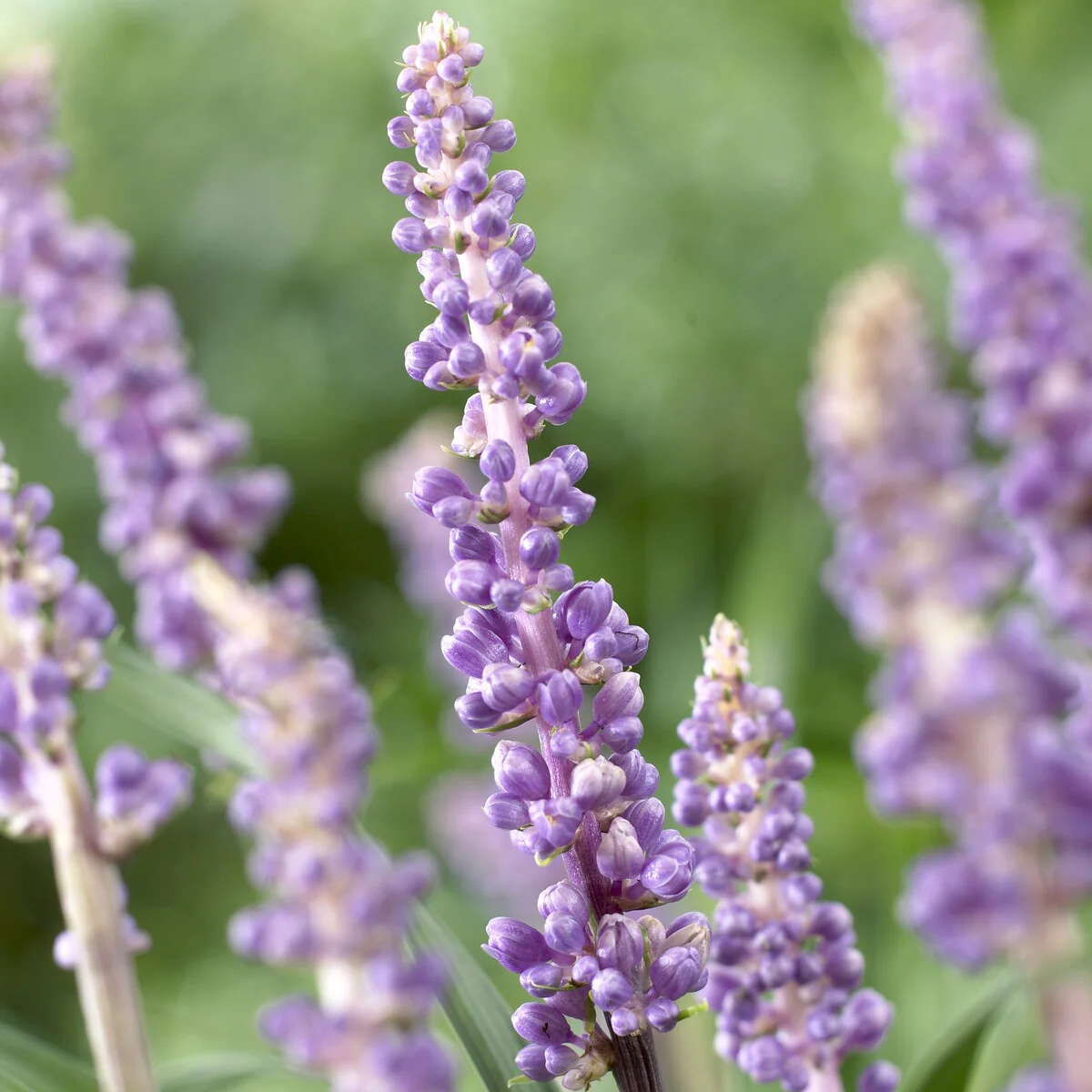 Liriope muscari Ingwersen - Image 3
