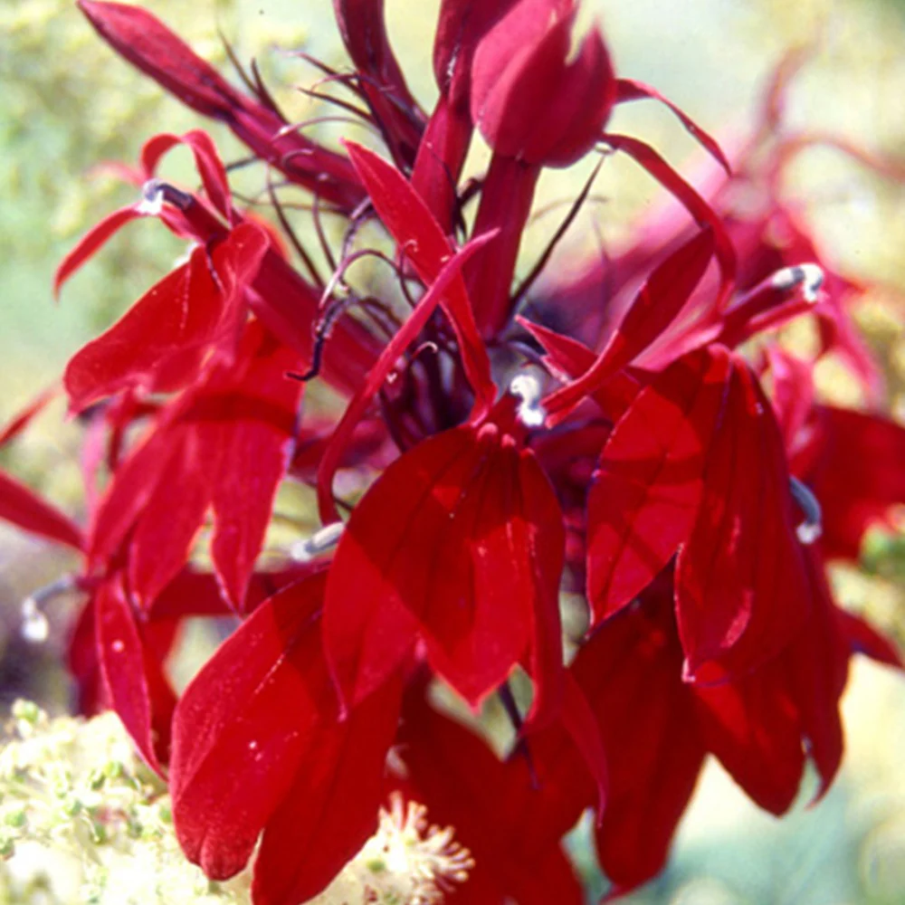 Lobelia Russian Princess - Image 2