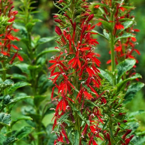 Lobelia cardinale