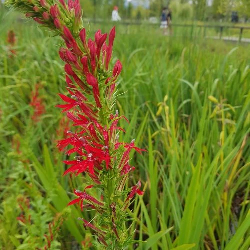 Lobelia cardinale - Image 2