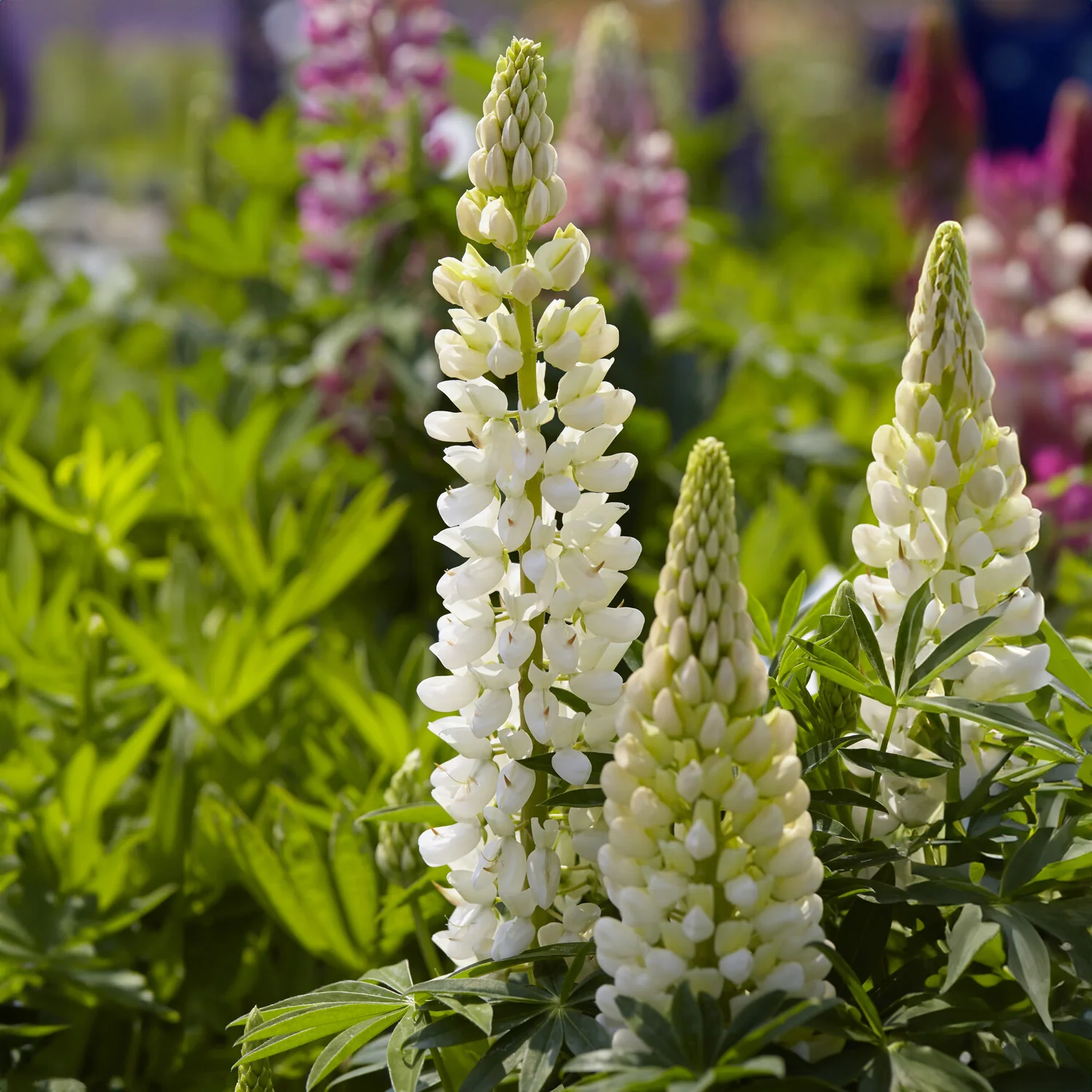 Lupin Gallery White - Image 2