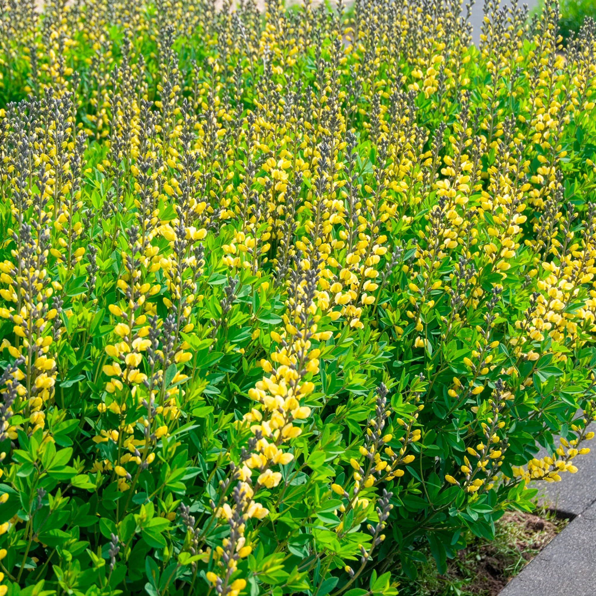Lupin indigo Lemon Meringue - Image 4