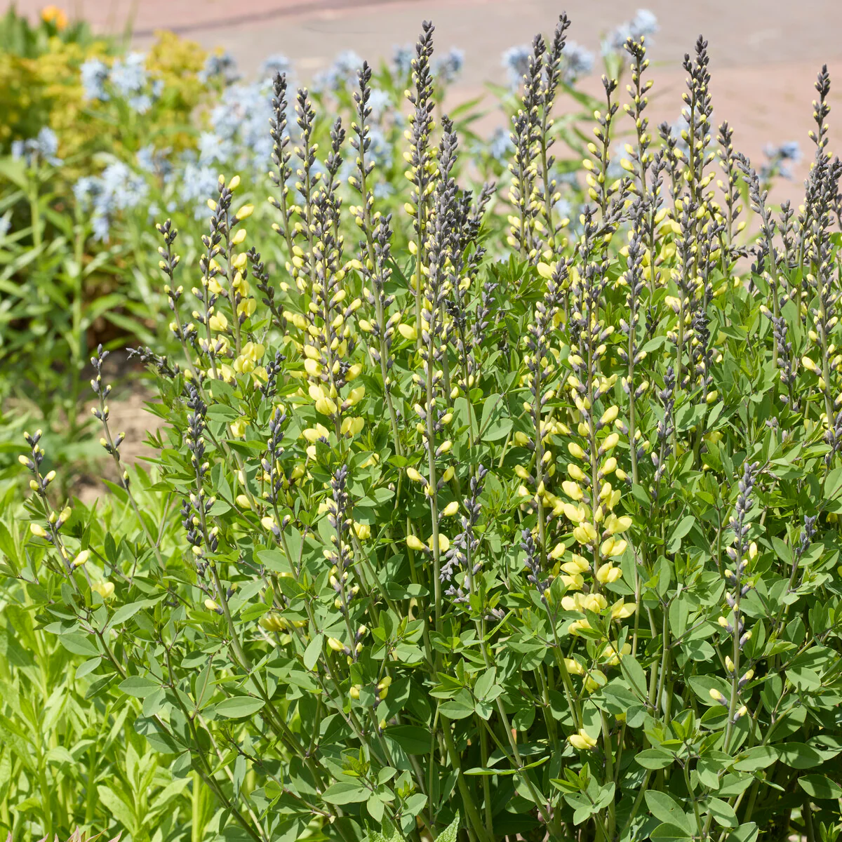 Lupin indigo Vanilla Cream - Image 2