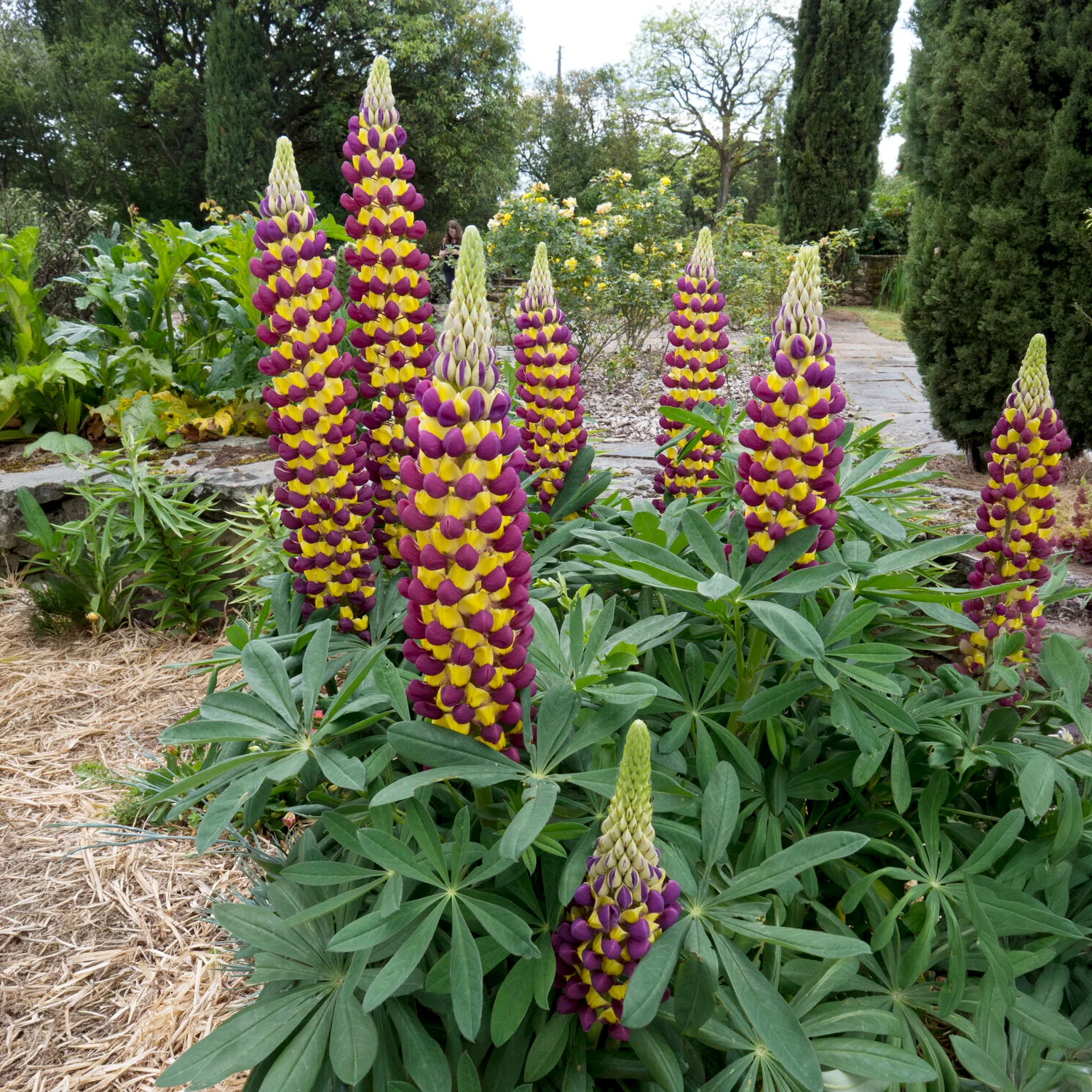 Lupin Manhattan Lights® - Image 4