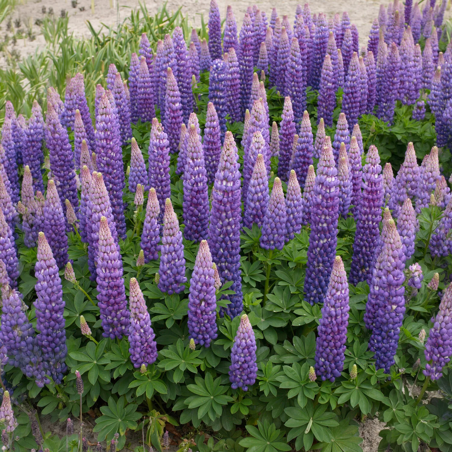 Lupin Persian Slipper - Image 2