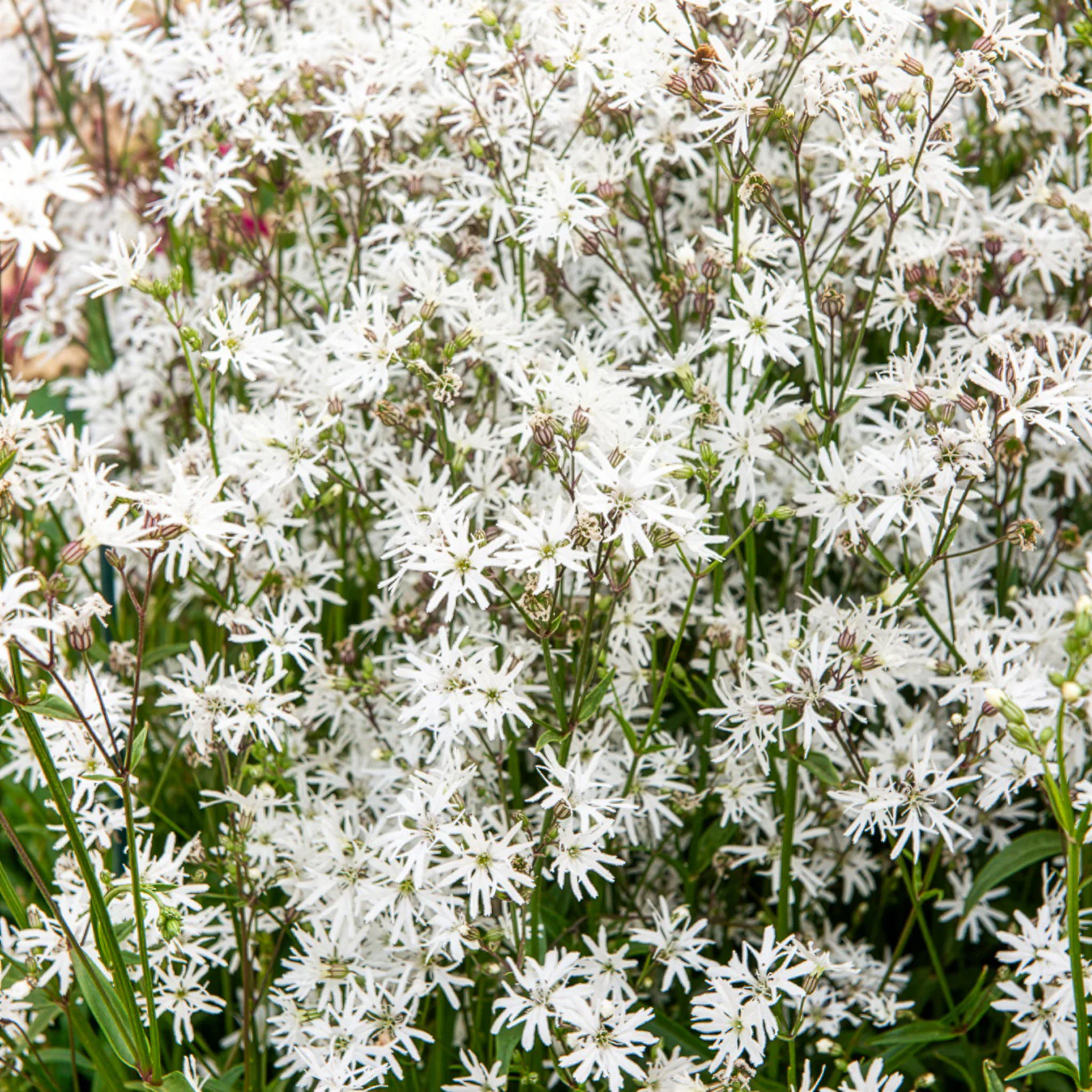 Lychnis fleur de coucou White Robin - Image 3
