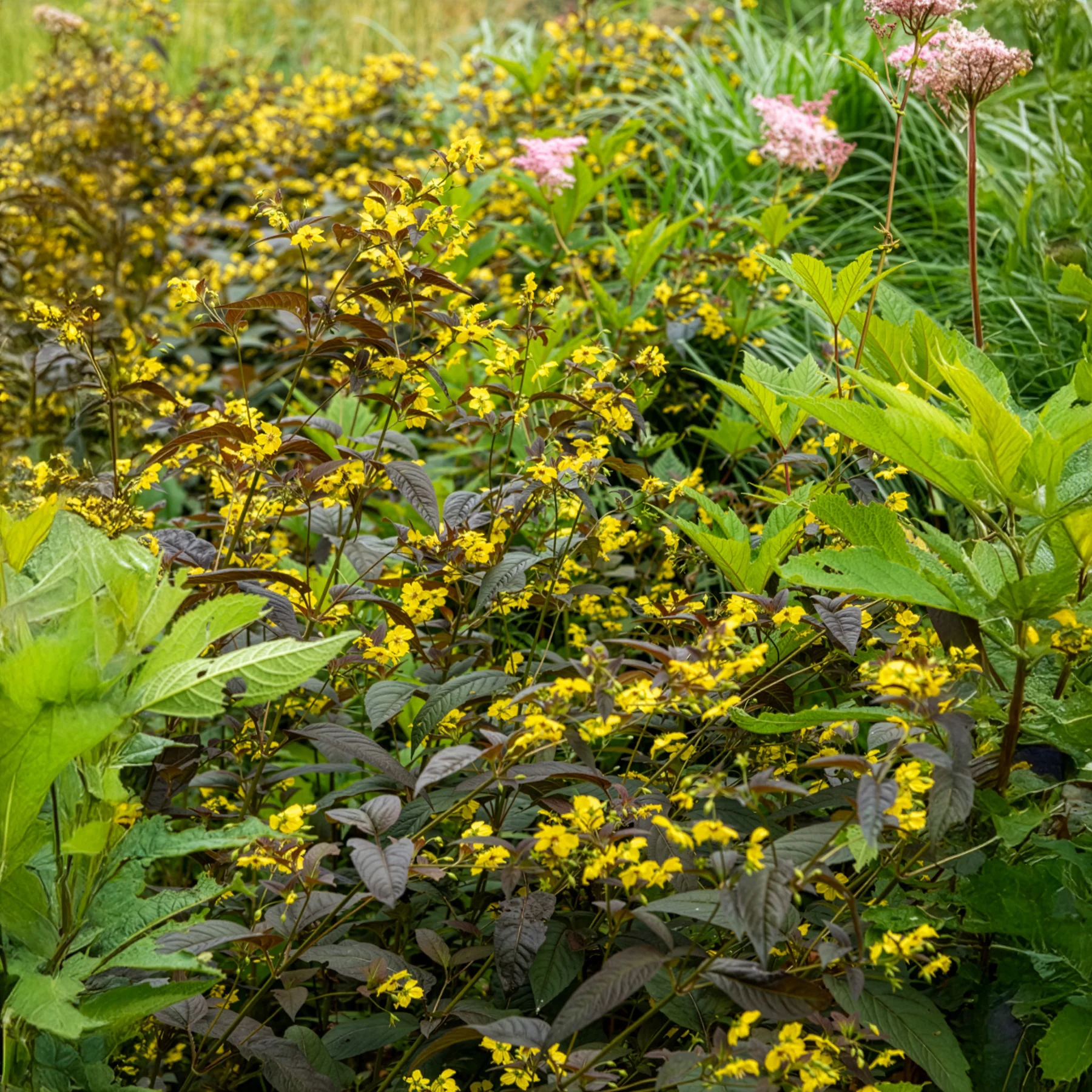 Lysimaque ciliée Firecracker - Image 3