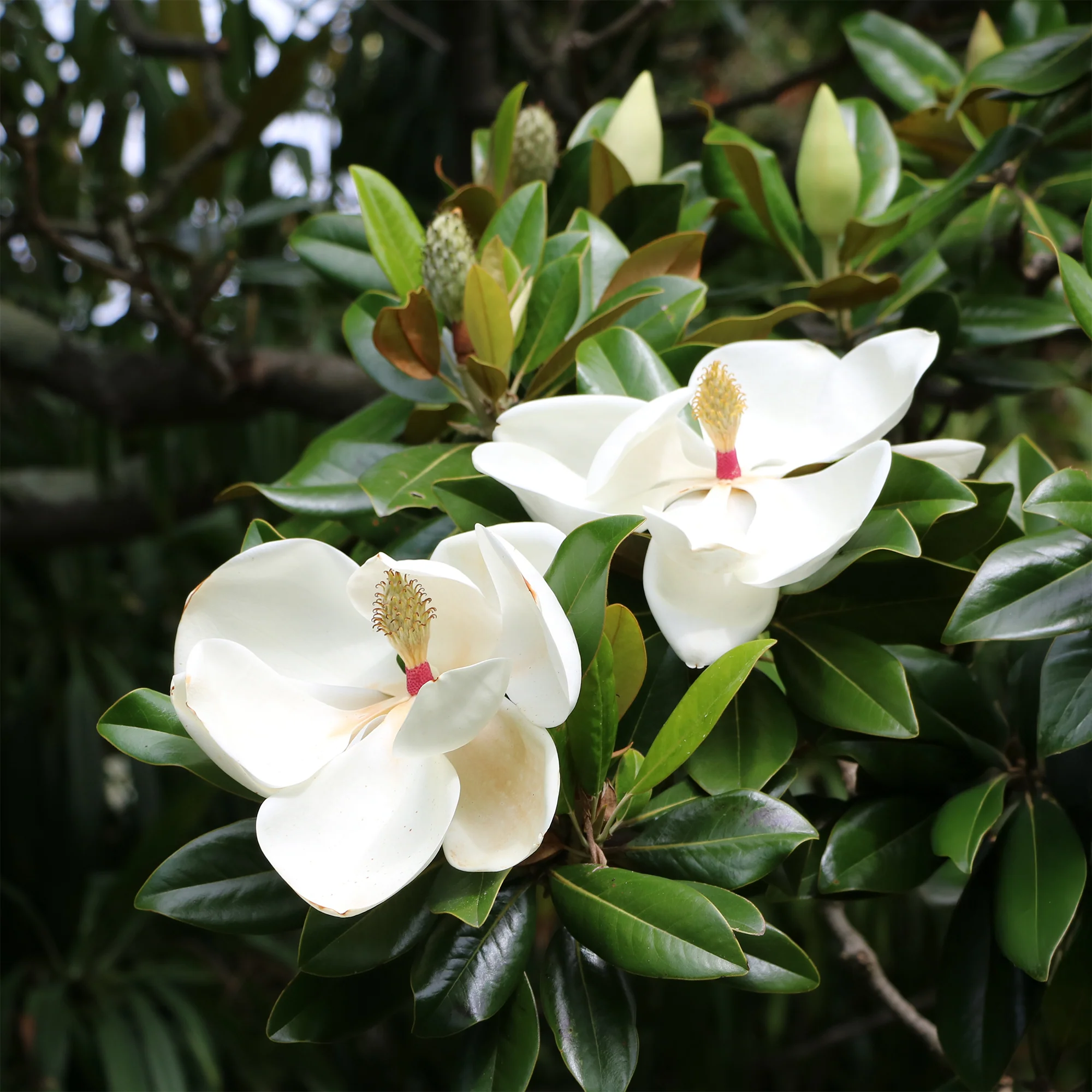 Magnolia à grandes fleurs