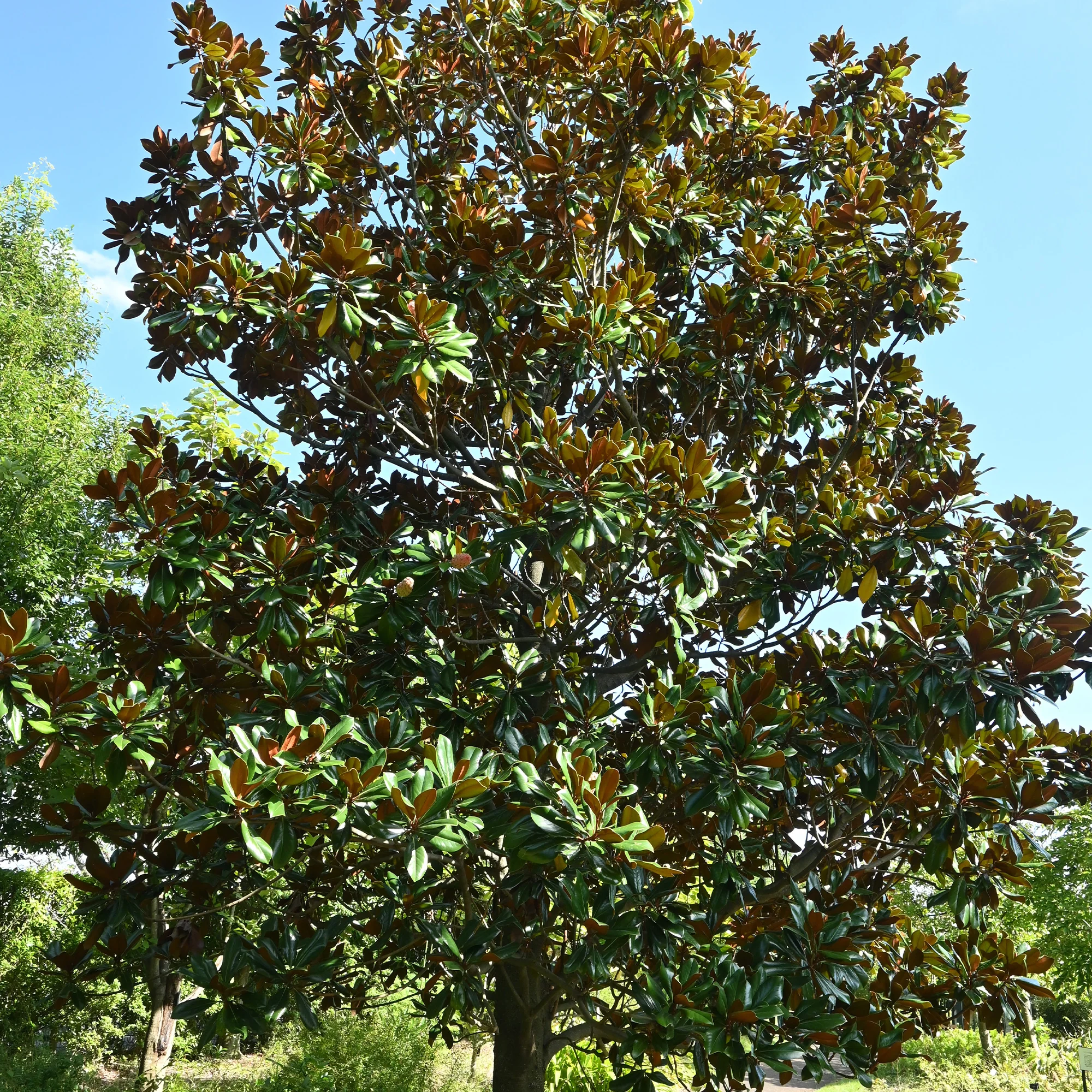 Magnolia à grandes fleurs - Image 2